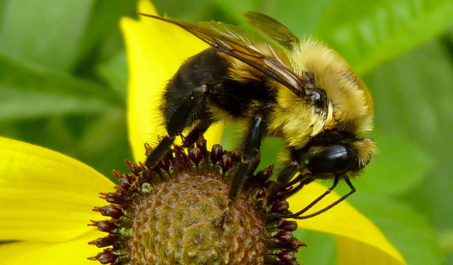 Bee 桌布 壁紙 — 一隻帶有黑色和黃色條紋的毛茸茸大黃蜂停在一朵鮮黃色的花頭上採集花蜜。