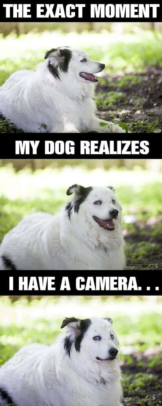 Pet Memes 桌布 壁紙 — 一隻帶有黑色斑紋的毛茸茸白色小狗坐在斑駁的陽光下，表情從放鬆轉為睜大眼睛，意識到相機的存在。