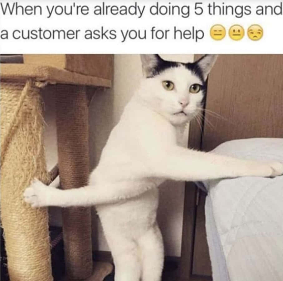 Memes Pics Funny 桌布 壁紙 — 一隻帶有黑色斑紋的白貓筋疲力盡地站在抓柱和床之間，看起來被上方的文字壓垮了。