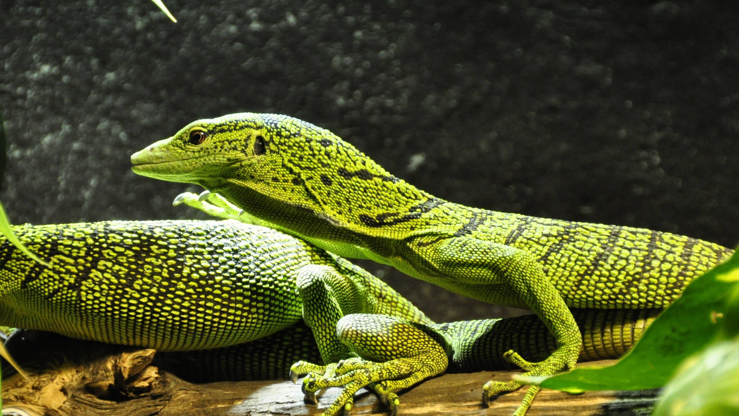 reptile 桌布 壁紙 — 一隻帶有黑色斑紋的鮮綠色巨蜥，在茂密樹葉環繞的木頭上警覺地休息。