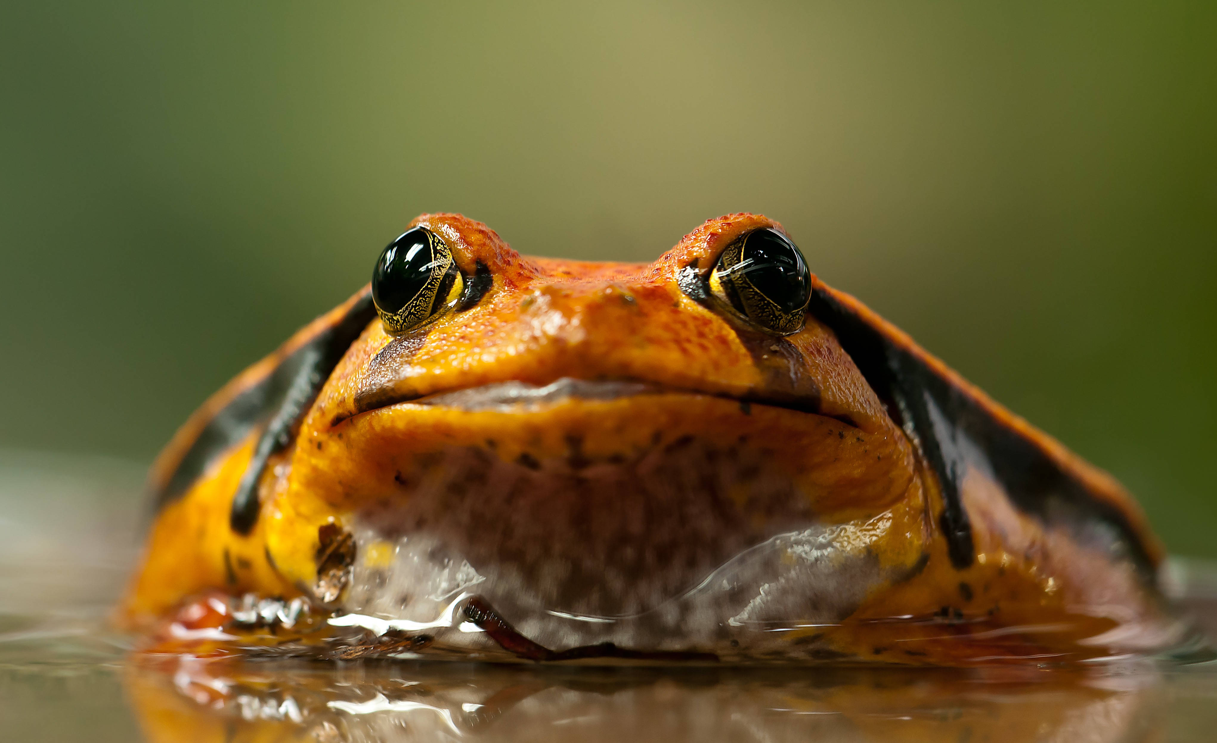 Frog 桌布 壁紙 — 一隻帶有黑色斑紋的鮮豔橙色青蛙從水中冒出的特寫，牠的光滑眼睛直視觀眾。