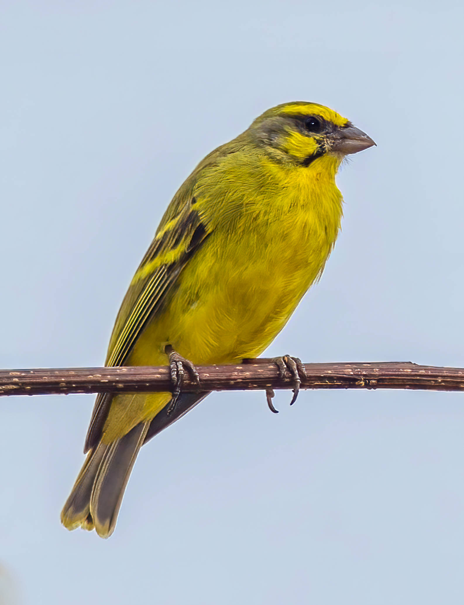 Yellow Bird 桌布 壁紙 — 一隻帶有黑色斑紋的鮮黃色小鳥，平靜地棲息在纖細的樹枝上，背景是柔和的藍天。
