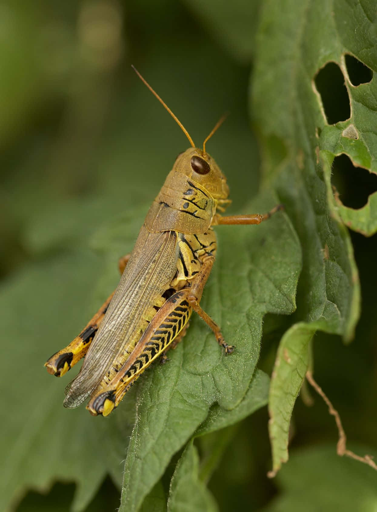 Grasshopper 桌布 壁紙 — 一隻帶有黑色斑紋的黃色蚱蜢棲息在帶有咬洞的綠葉上的特寫照片。