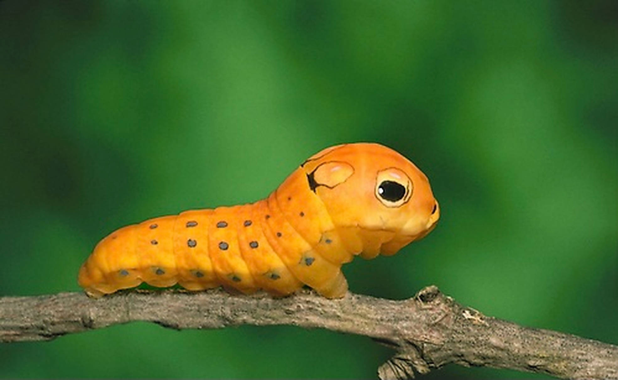 Caterpillar Insect 桌布 壁紙 — 一隻帶有黑色斑點和大眼睛的亮橙色毛毛蟲，在柔和的綠色背景下，棲息在一根有紋理的樹枝上。