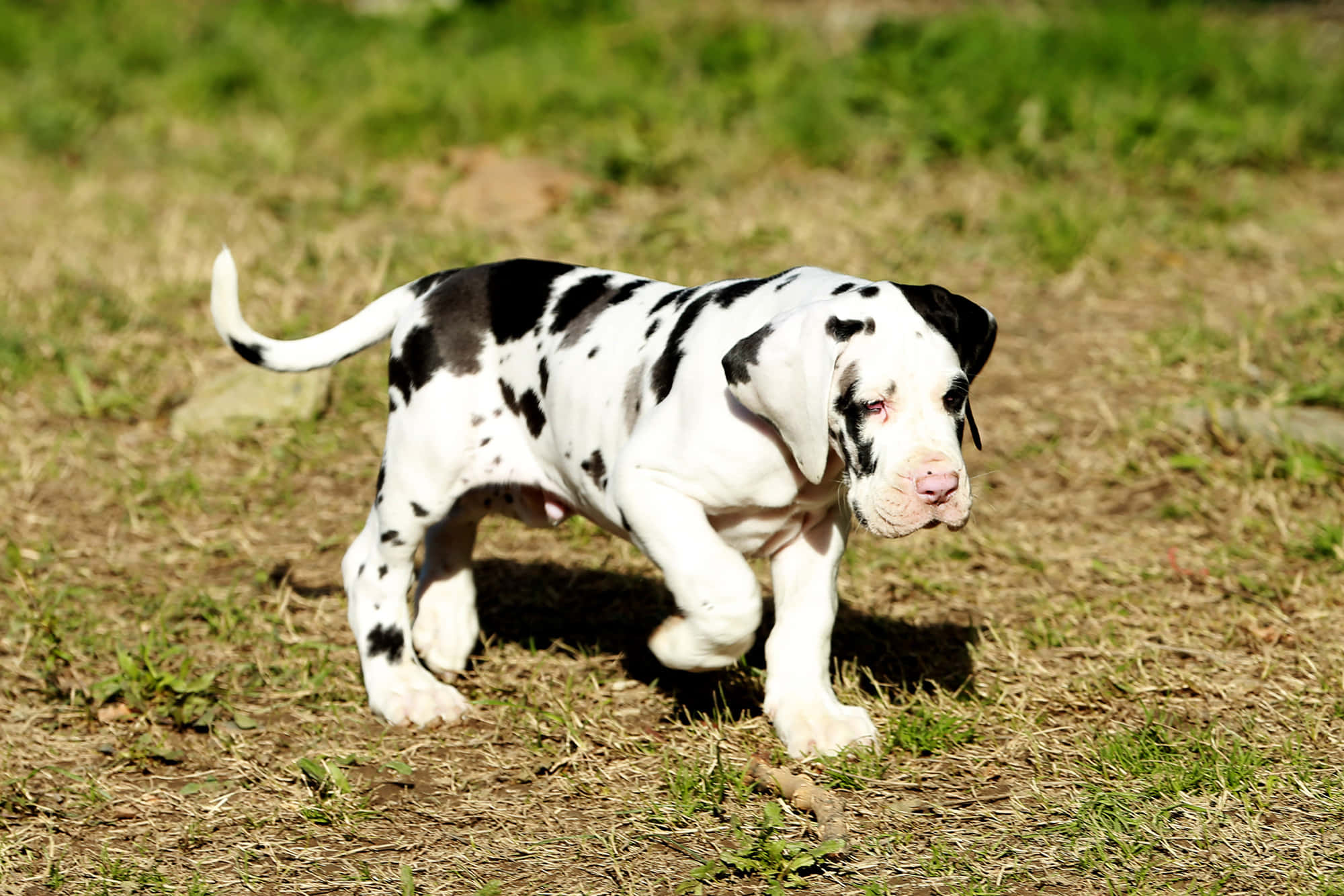 Great Dane Puppies 桌布 壁紙 — 一隻帶有黑色斑點的大丹犬幼犬在明亮陽光下，小跑著穿過乾燥的草地。