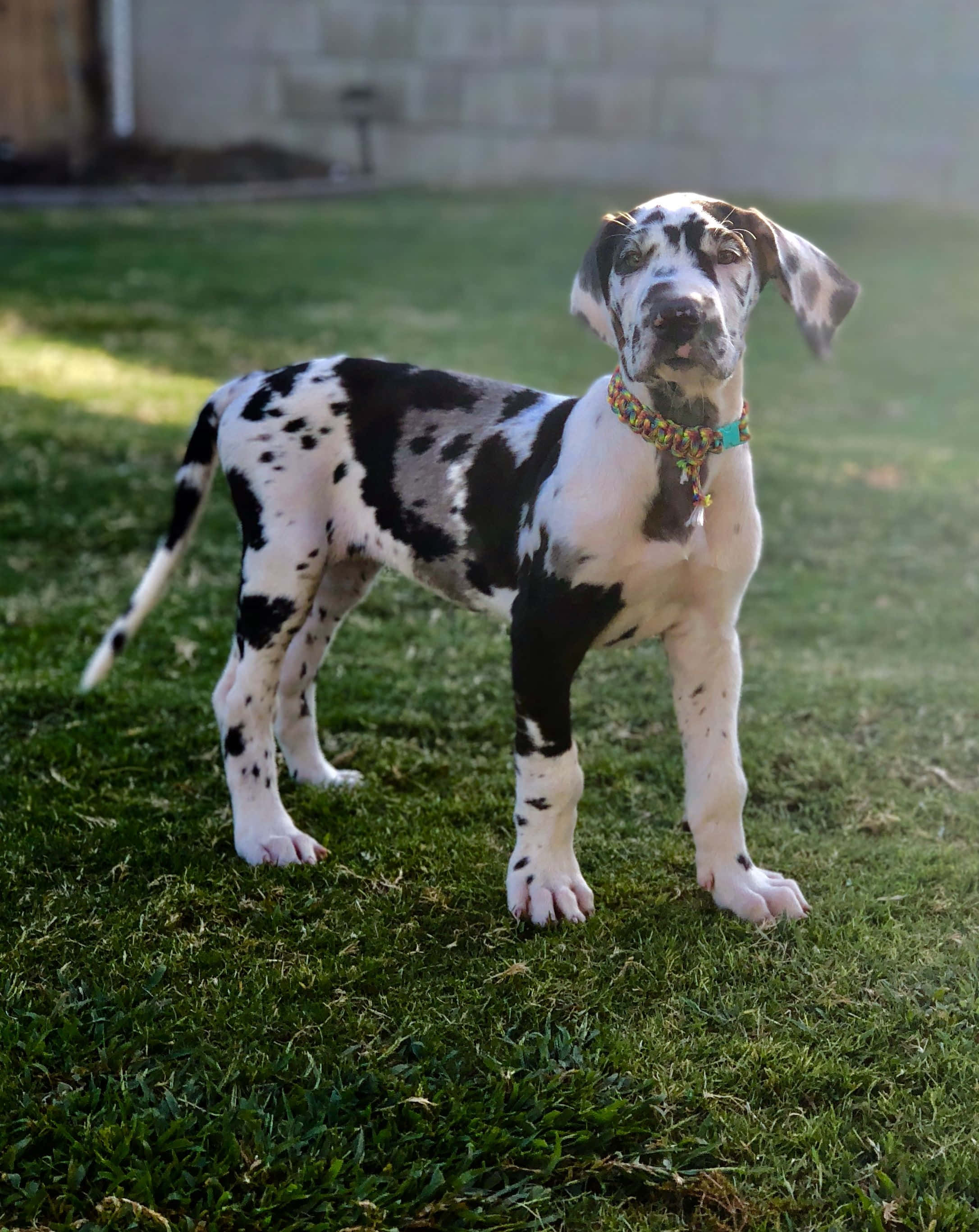 Great Dane Puppies 桌布 壁紙 — 一隻帶有黑色斑點的年輕大麥町幼犬，戴著色彩繽紛的編織項圈，警覺地站在綠色草地上。