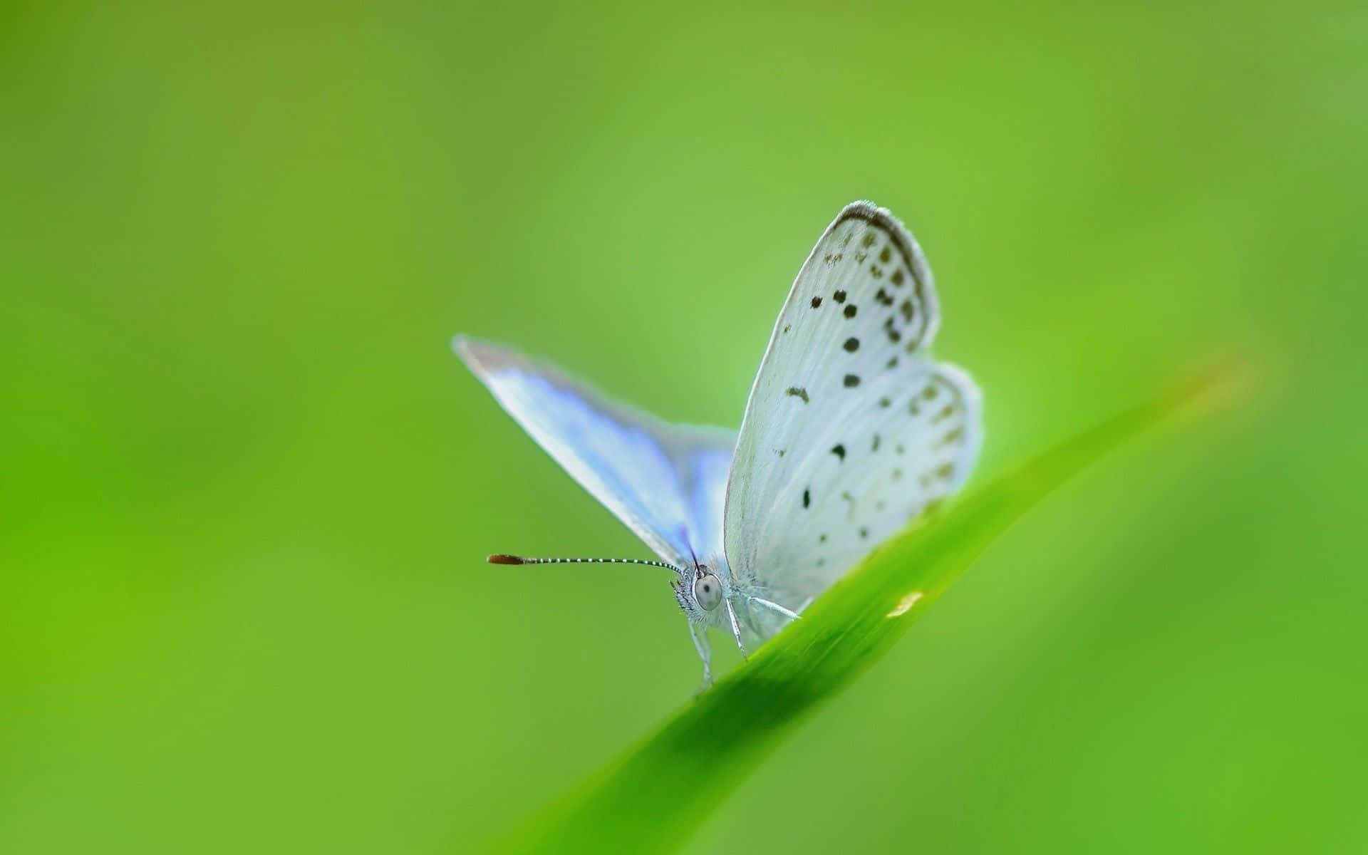White Butterfly 桌布 壁紙 — 一隻帶有黑色斑點的淡藍色精緻蝴蝶，棲息在一片鮮綠的葉子上，背景柔和模糊。
