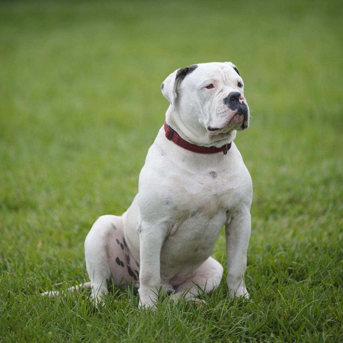 Bulldog 桌布 壁紙 — 一隻帶有黑色斑點的白色美國惡霸犬，戴著紅色項圈，平靜地坐在充滿活力的綠色草地上。
