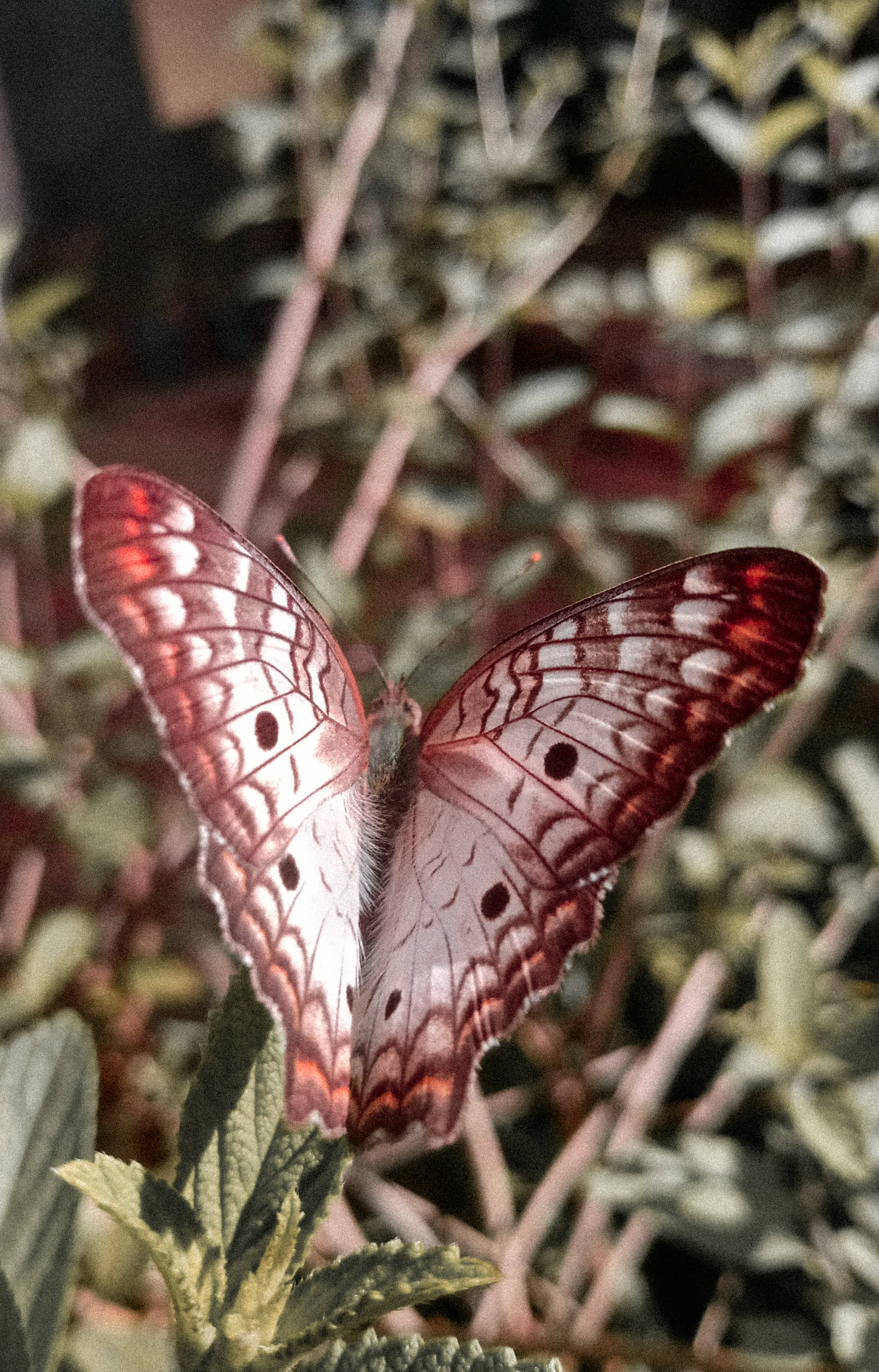 Cute Butterfly 桌布 壁紙 — 一隻帶有黑色斑點的紅白蝴蝶，在模糊的花園背景下，輕柔地停在一片綠葉上。