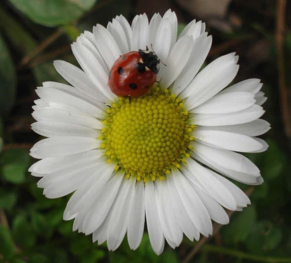 Daisy Flower 桌布 壁紙 — 一隻帶有黑色斑點的紅色瓢蟲，停留在白色雛菊的鮮黃色花心上，花瓣細緻。