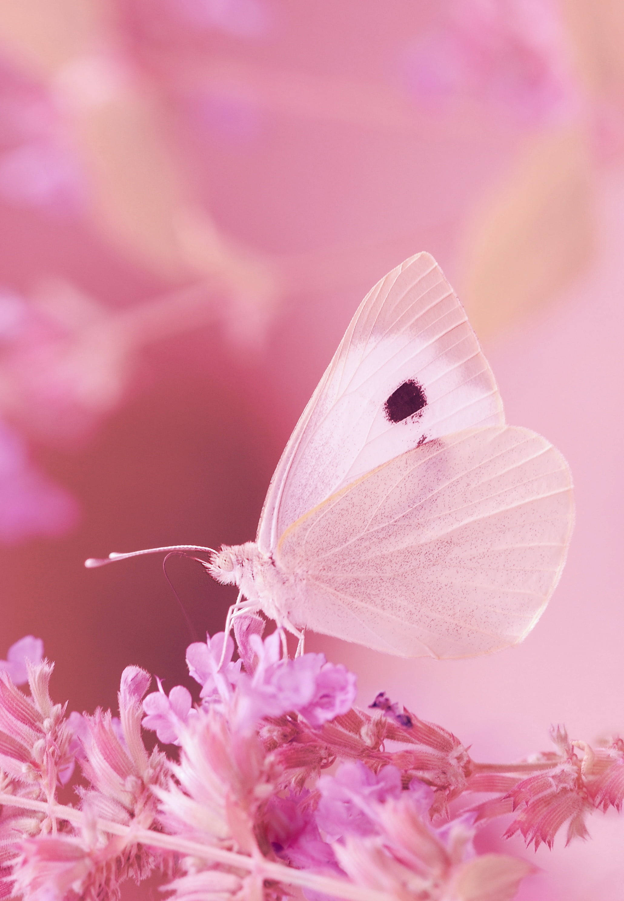 Beautiful Butterfly 桌布 壁紙 — 一隻帶有黑色斑點的纖細白色蝴蝶，棲息在柔軟的粉紅色花朵上，背景是夢幻的粉紅色模糊效果。