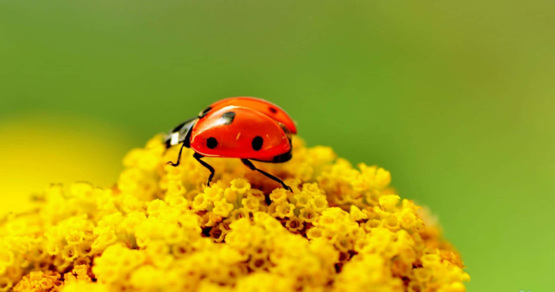 ladybug 桌布 壁紙 — 一隻帶有黑色斑點的鮮紅色瓢蟲，在柔和的綠色背景下，輕輕地棲息在一朵鮮黃色的花上。