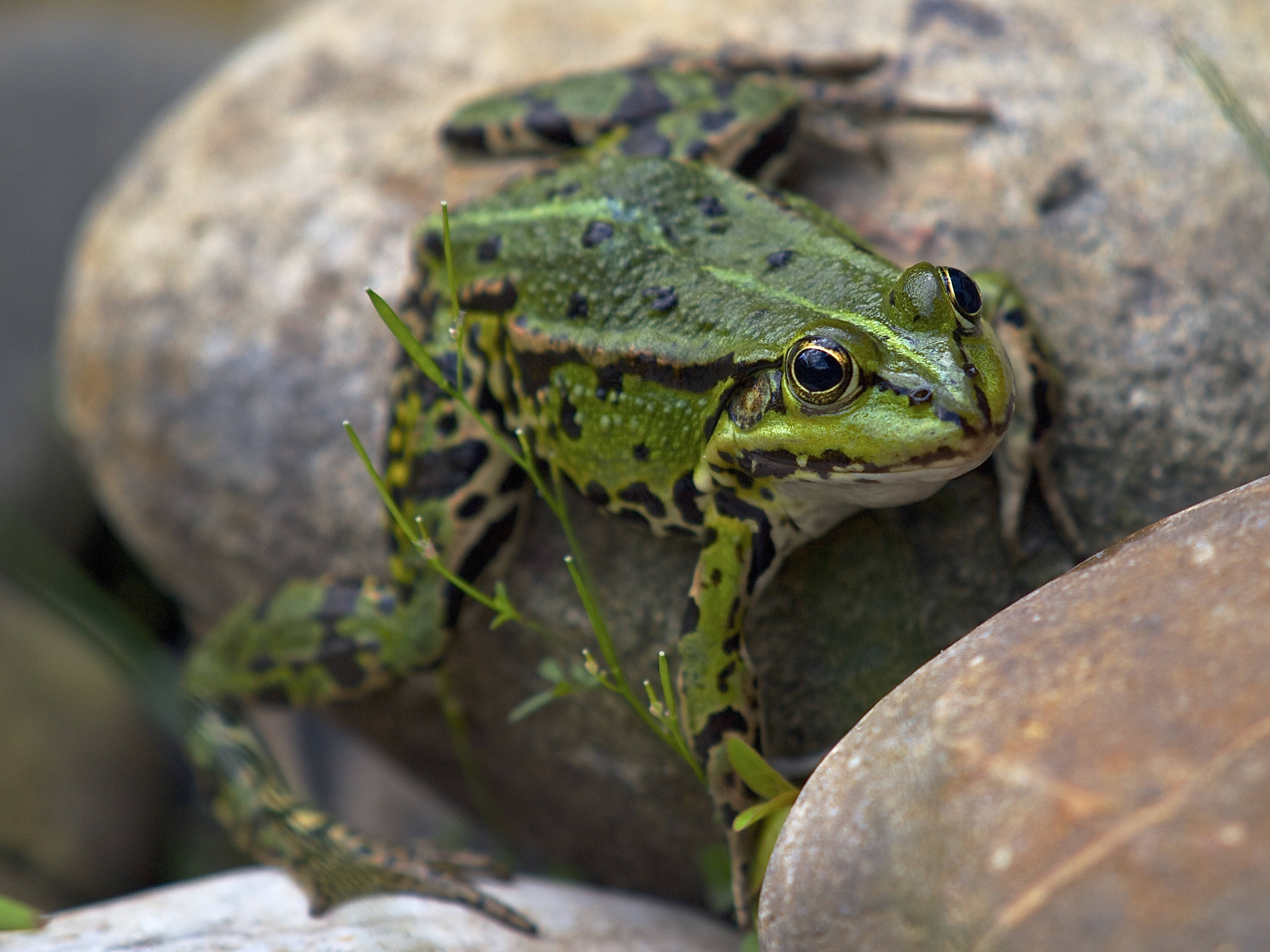 Frog 桌布 壁紙 — 一隻帶有黑色斑點的鮮綠色青蛙警覺地棲息在長滿苔蘚的石頭上，周圍是纖細的草。