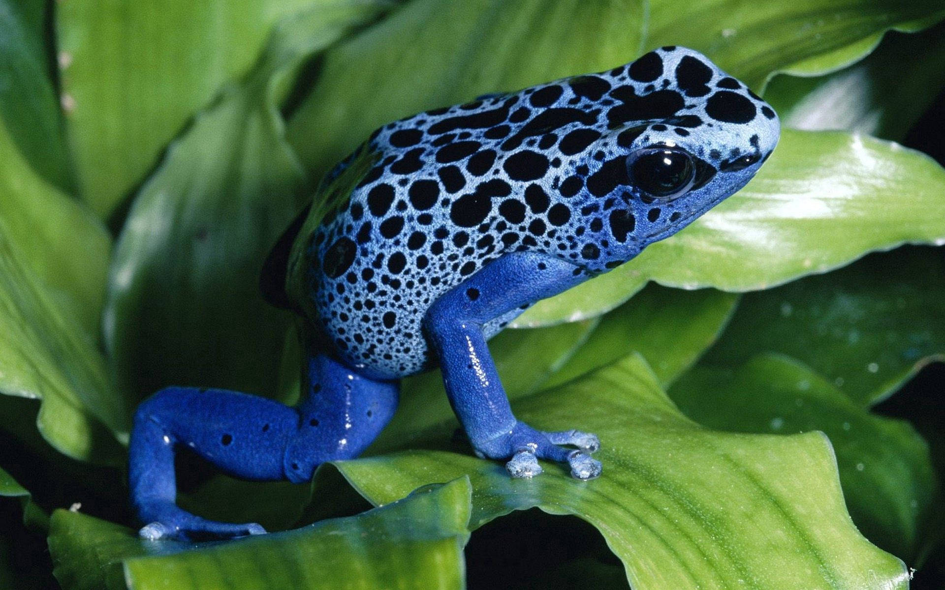Frog 桌布 壁紙 — 一隻帶有黑色斑點的鮮豔藍色毒箭蛙棲息在熱帶環境中茂密的綠葉上。