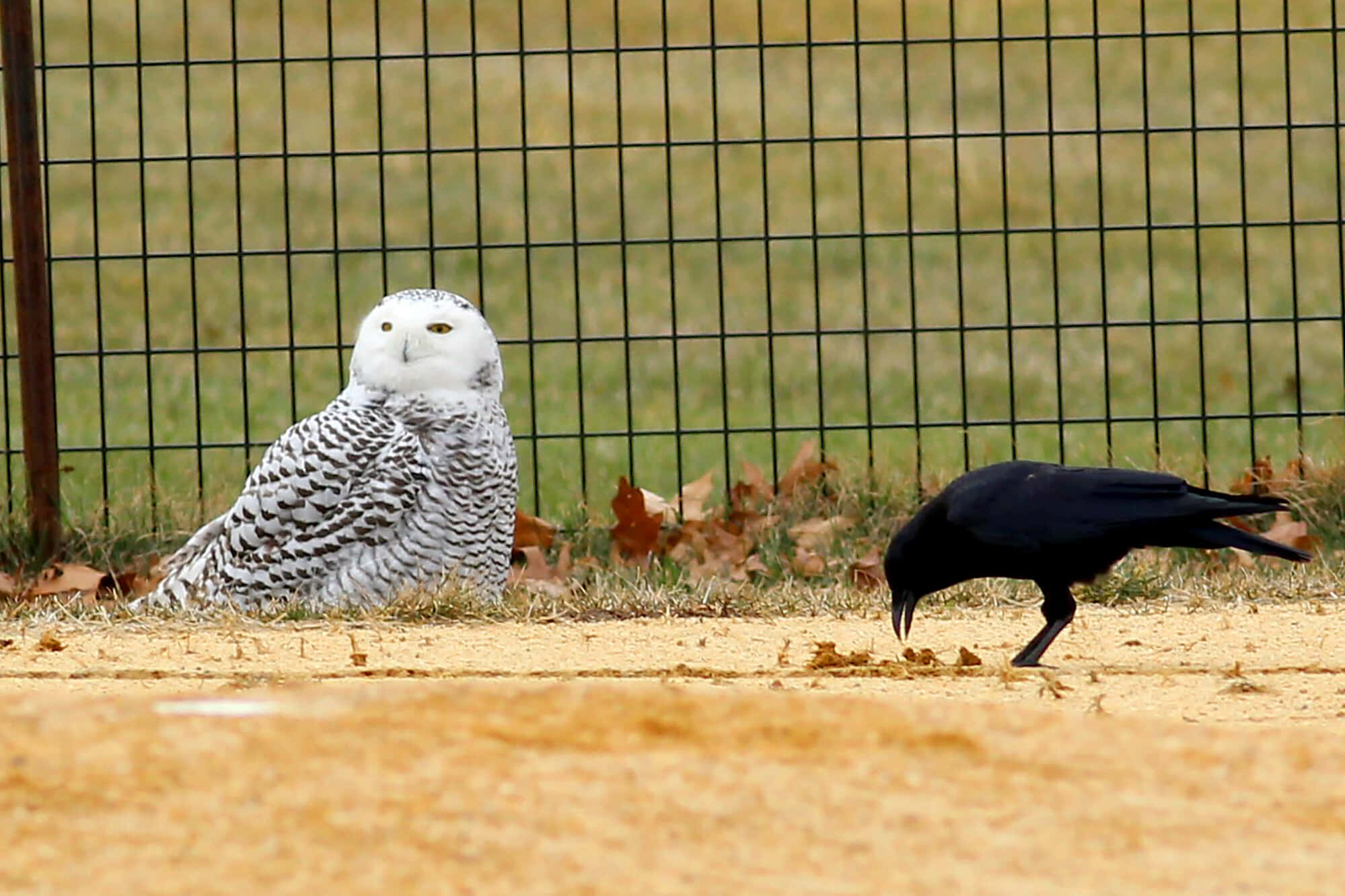 Snowy Owl 桌布 壁紙 — 一隻帶有黑色斑點羽毛的雪鴞靜靜地坐在一隻在籬笆附近乾草上覓食的黑色烏鴉旁邊。