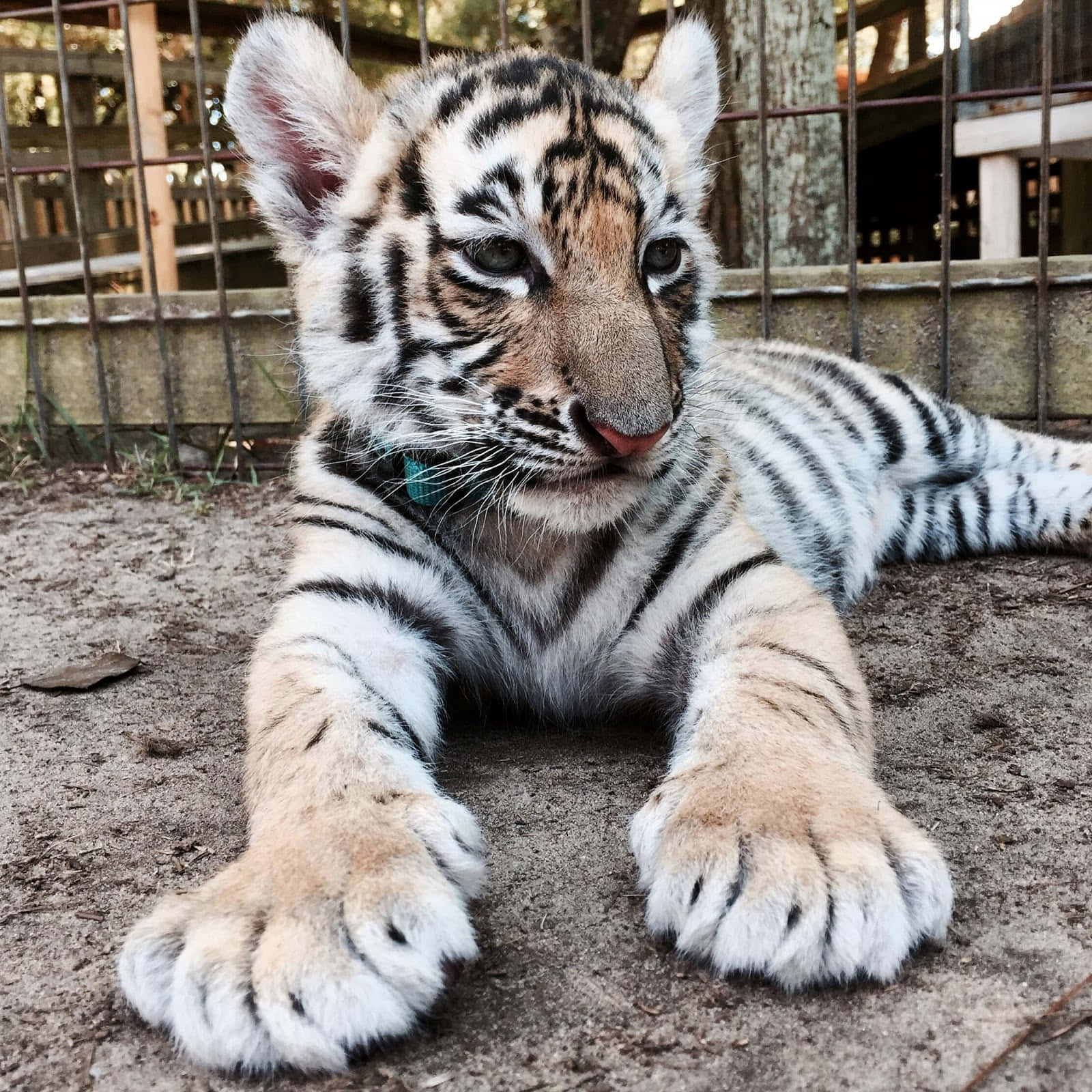 Baby Tiger 桌布 壁紙 — 一隻帶有黑色條紋的年輕白虎幼崽躺在金屬欄杆圍欄內的泥土地上，直視鏡頭。