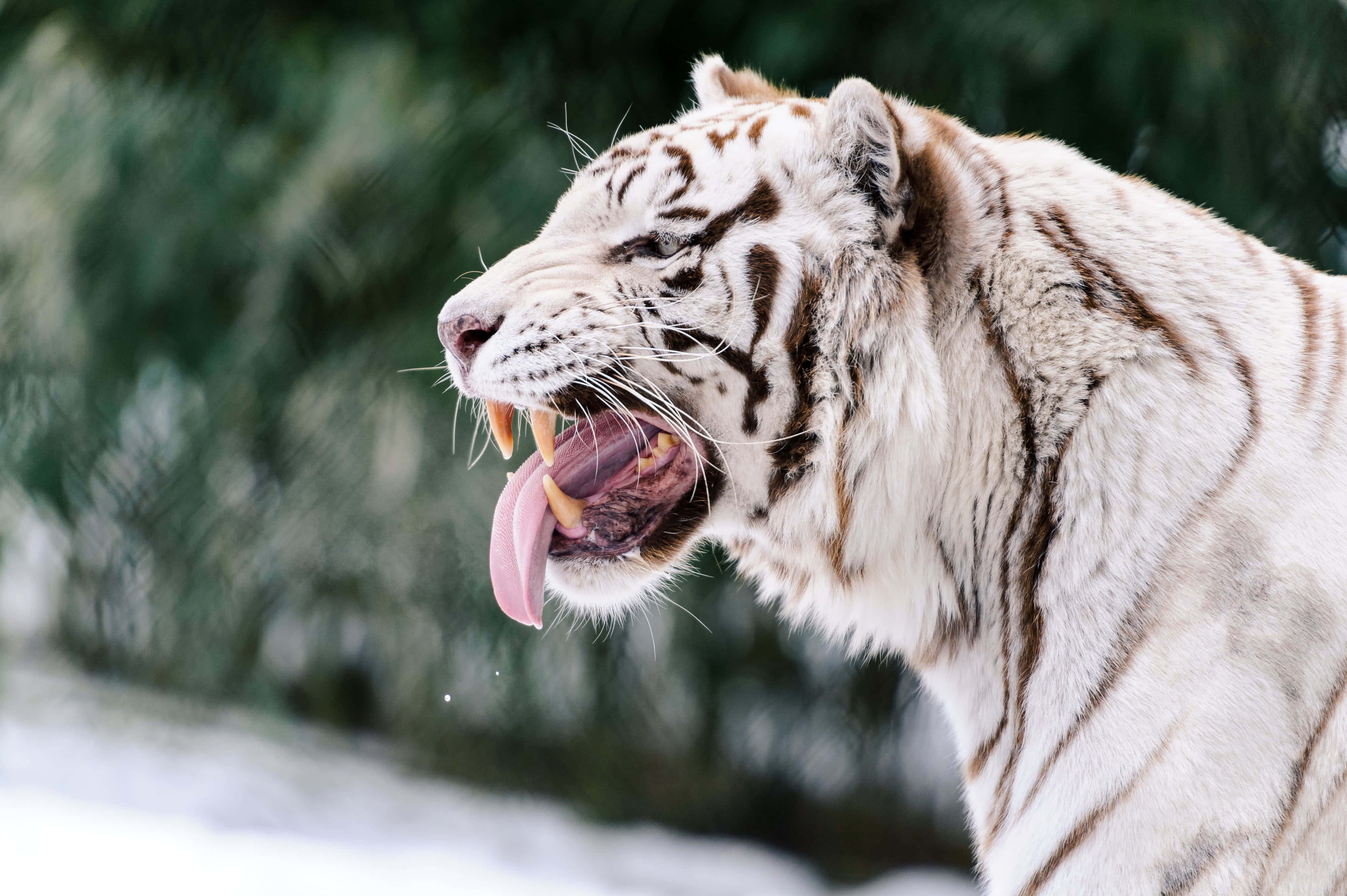 White Tiger 桌布 壁紙 — 一隻帶有黑色條紋的白老虎在雪地森林背景下張大嘴巴打呵欠，露出粉紅色的舌頭和鋒利的牙齒。