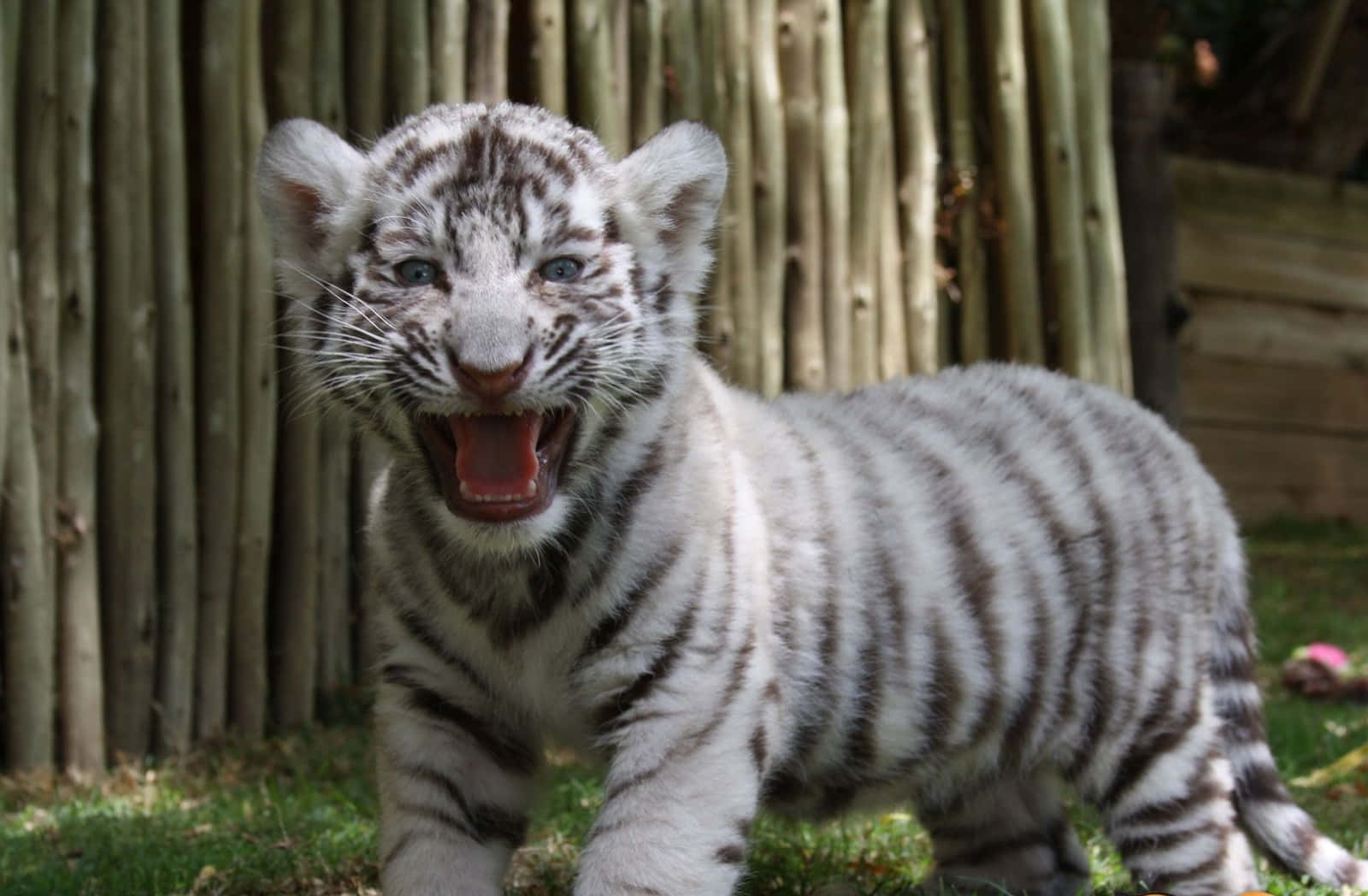 Cute Tiger 桌布 壁紙 — 一隻帶有黑色條紋的白老虎幼崽在木柵欄附近的草地上張大嘴巴打呵欠。