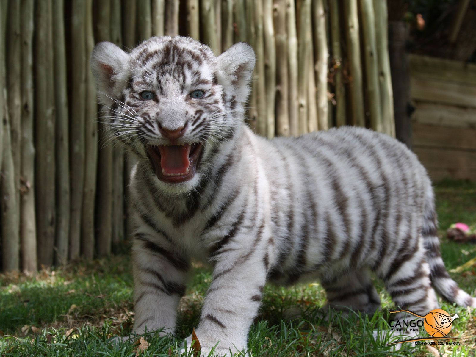 Baby Tiger 桌布 壁紙 — 一隻帶有黑色條紋的白老虎幼崽在竹籬笆前的草地上打哈欠。