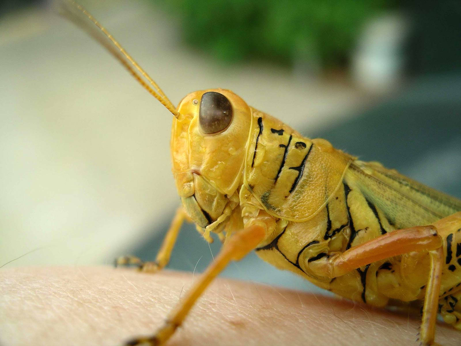 Grasshopper 桌布 壁紙 — 一隻帶有黑色條紋的黃色蚱蜢棲息在人類皮膚上的特寫，背景為模糊的綠色。