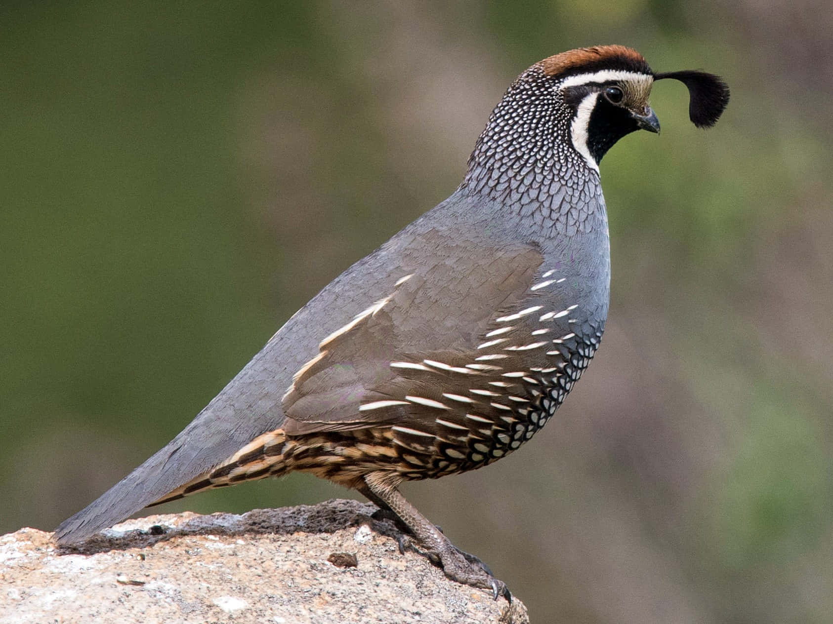 Quail 桌布 壁紙 — 一隻帶有黑色羽毛和斑點灰色羽毛的鵪鶉警覺地棲息在陽光照耀的岩石上，背景是柔和的綠色模糊。