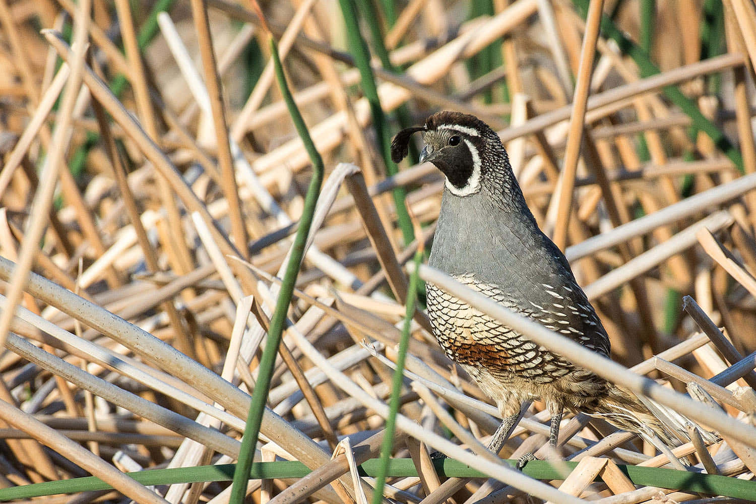 Quail 桌布 壁紙 — 一隻帶有黑色羽毛和斑點胸部的鵪鶉在明亮的陽光下，警覺地站在乾燥的蘆葦和綠色莖桿之間。
