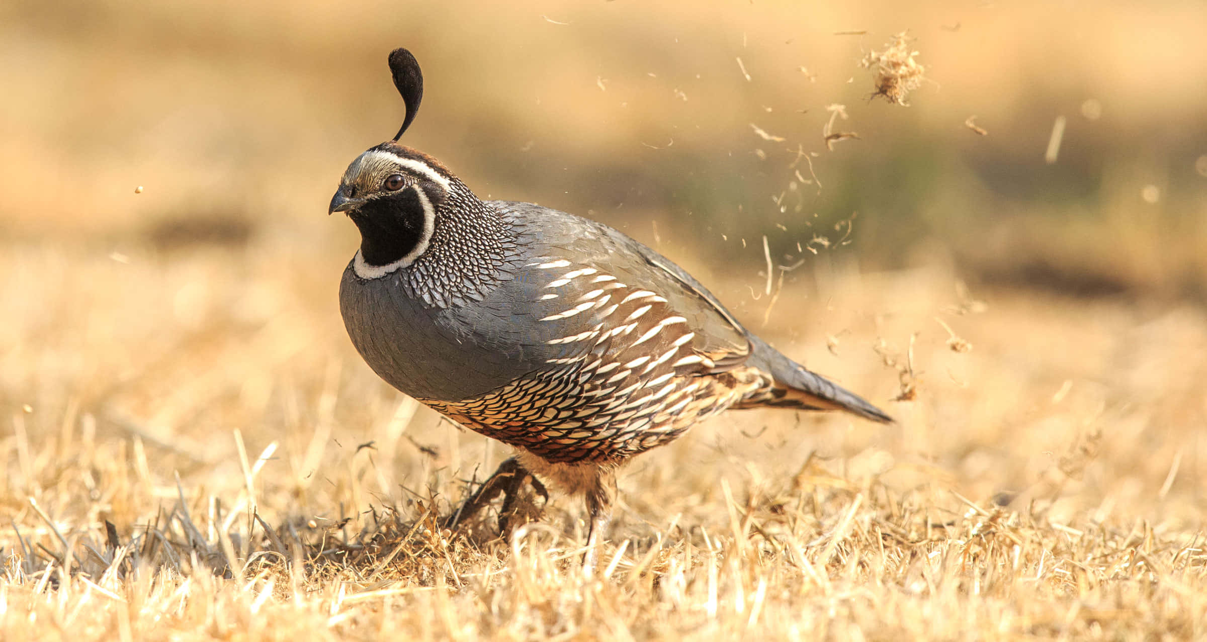 Quail 桌布 壁紙 — 一隻帶有黑色羽毛的鵪鶉警覺地站在乾燥的金色草地上，灰塵在牠腳邊旋轉。