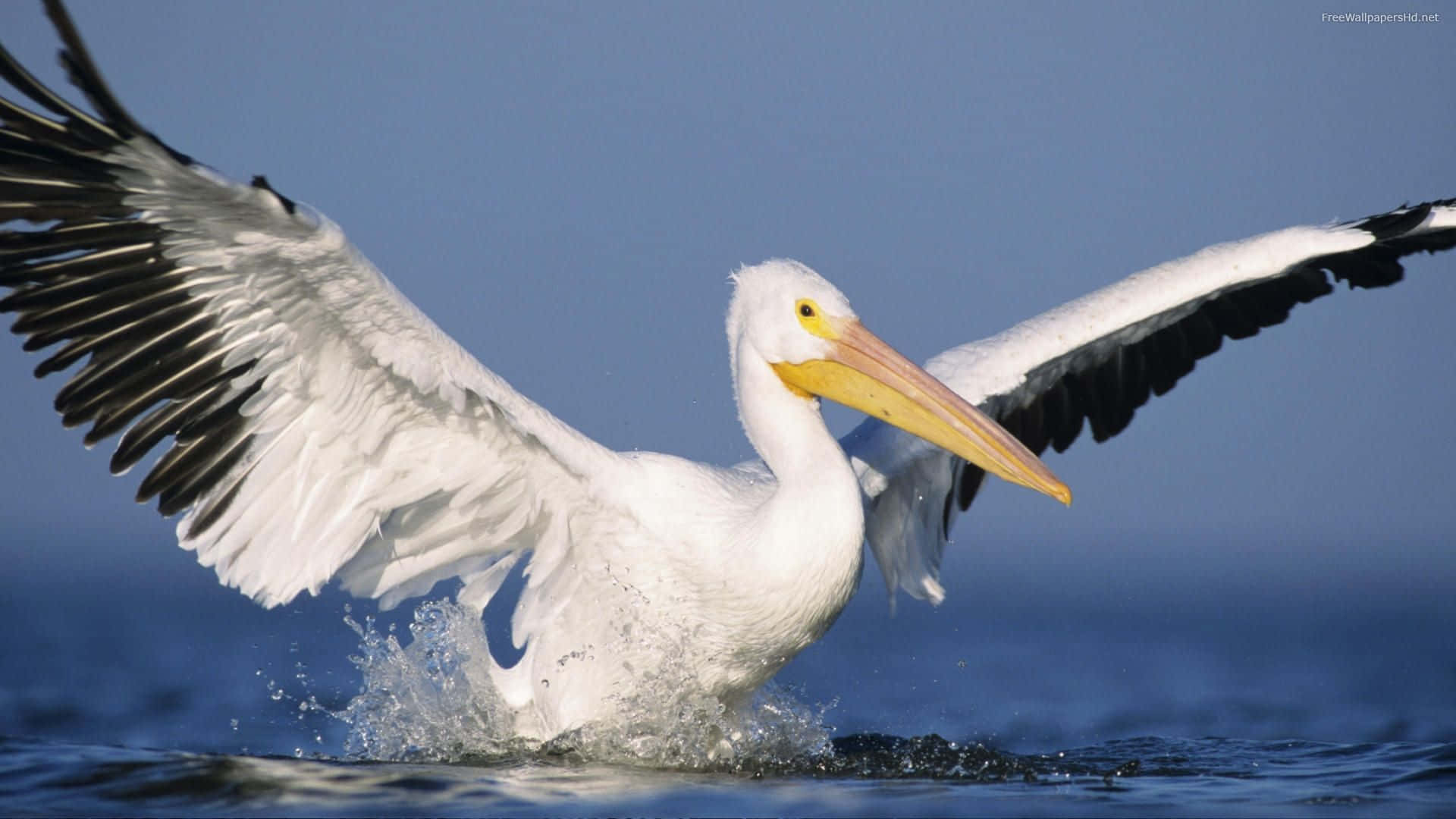 Pelicans 桌布 壁紙 — 一隻帶有黑色翼尖的白色鵜鶘展開雙翼，從藍色水面起飛，濺起水花。