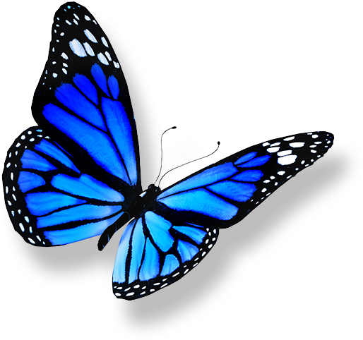 Butterfly Transparent 桌布 壁紙 — 一隻帶有黑色脈絡和白色斑點的鮮豔藍色蝴蝶，在純黑色背景的襯托下，停歇在灰色陰影表面上。