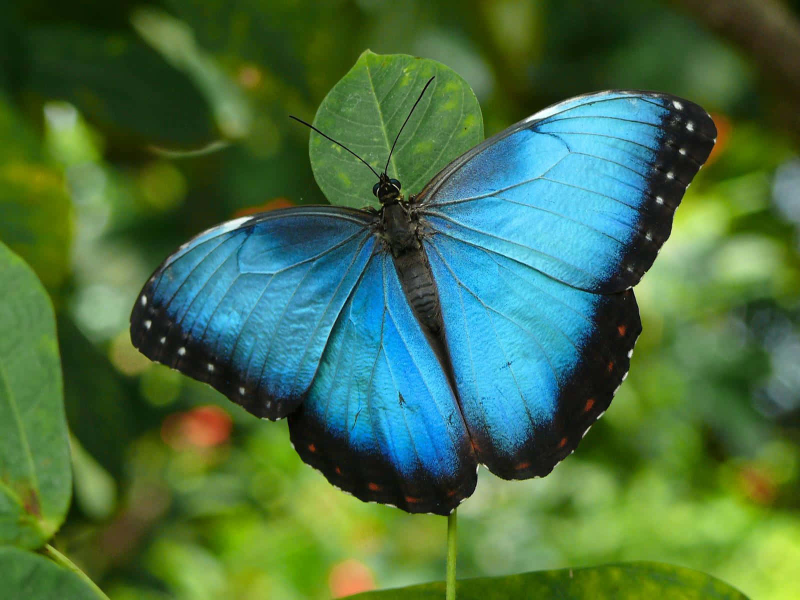 Butterfly Species 桌布 壁紙 — 一隻帶有黑色邊緣和白色斑點的鮮豔藍色閃蝶，優雅地停留在綠色葉片上，背景是模糊的樹葉。