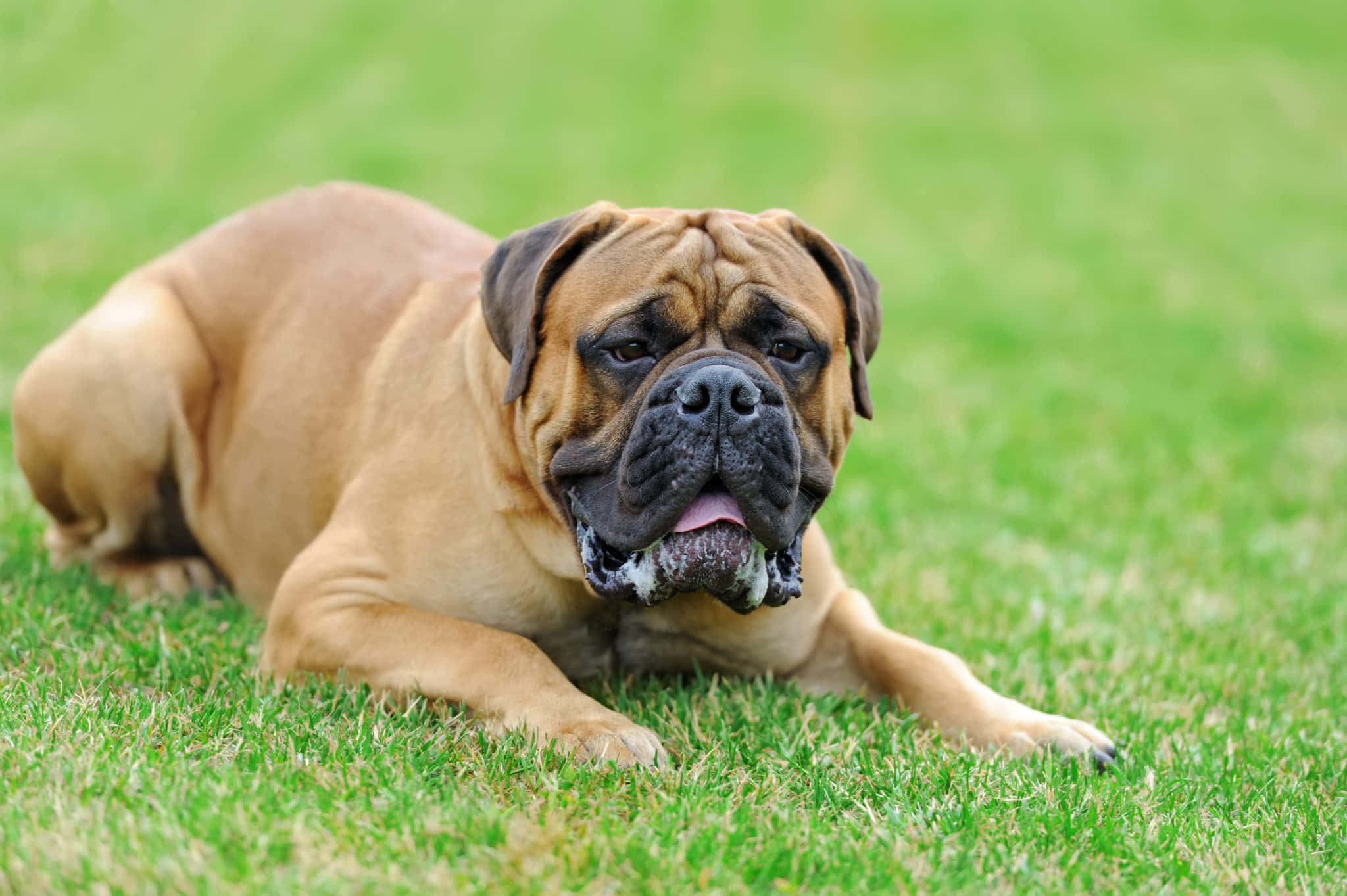 English Mastiff 桌布 壁紙 — 一隻帶有黑色面部斑紋的棕褐色鬥牛獒放鬆地躺在充滿活力的綠色草地上，舌頭微微伸出。