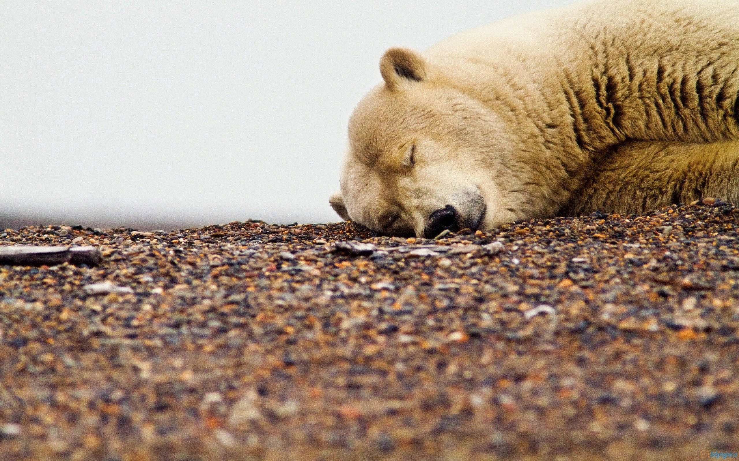 Polar 桌布 壁紙 — 一隻平靜的北極熊將頭擱在礫石表面上，閉著眼睛安詳入睡。