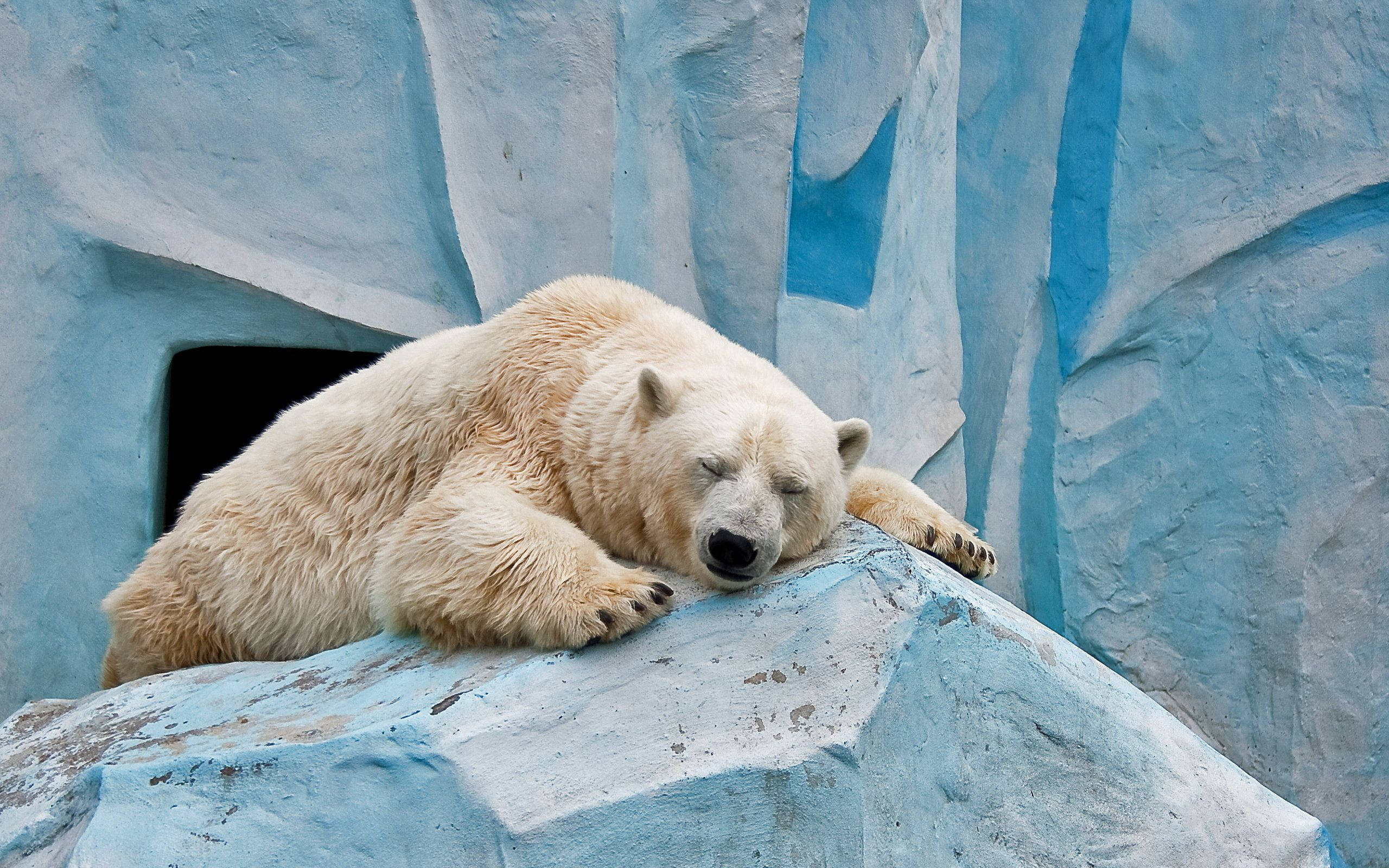 Polar 桌布 壁紙 — 一隻平靜的北極熊閉著眼睛，在紋理藍色冰石上安睡。