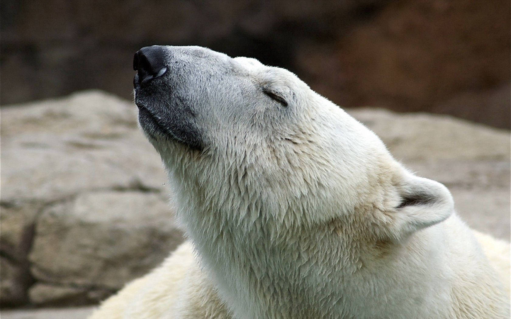 Polar 桌布 壁紙 — 一隻平靜的北極熊閉著眼睛，頭部向上傾斜，在岩石背景下安詳地休息。