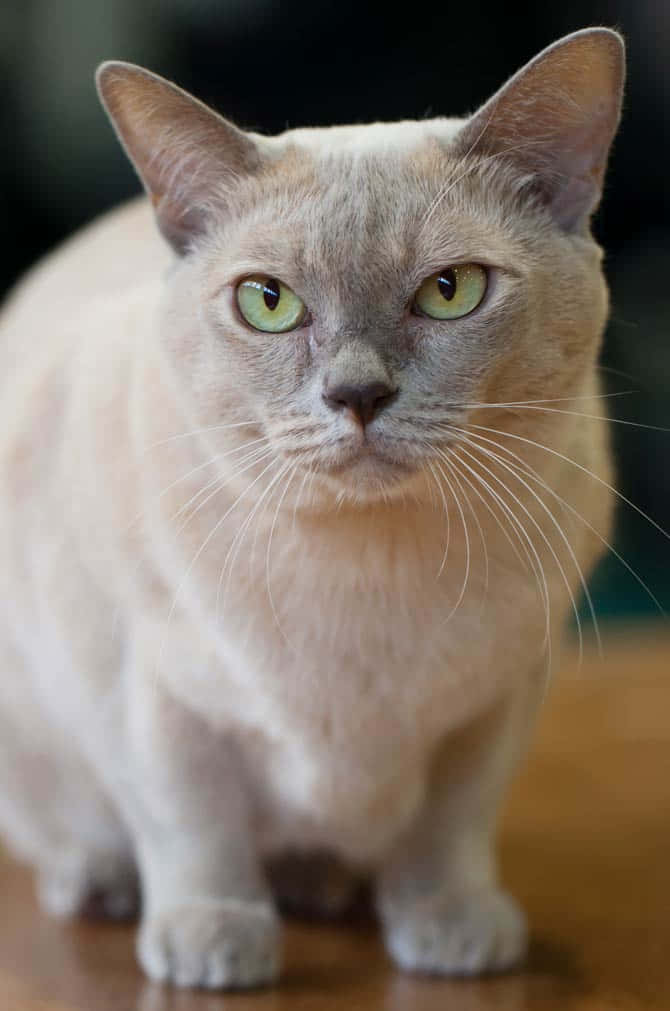Burmese Cat 桌布 壁紙 — 一隻平靜的奶油色貓咪特寫，有著引人注目的綠色眼睛，專注地坐在木地板上。
