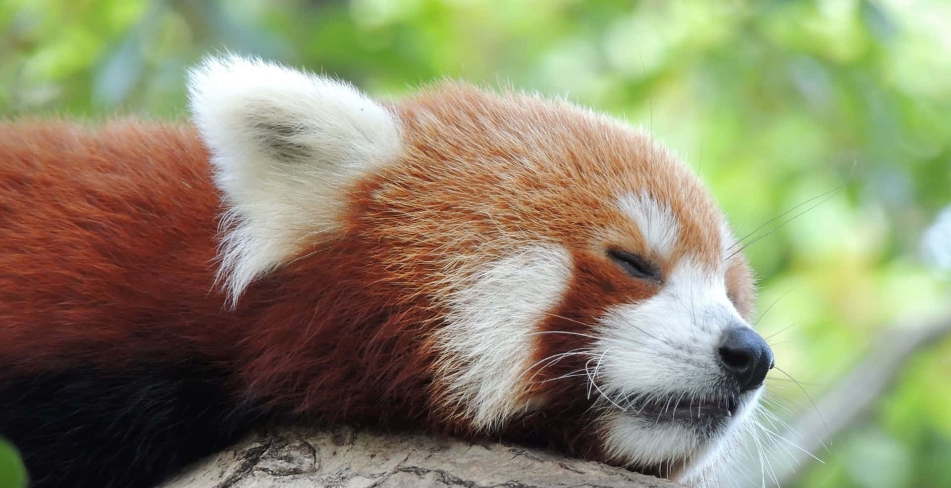 動物 桌布 壁紙 — 一隻平靜的小熊貓將頭放在樹枝上，被柔和的綠色樹葉包圍。