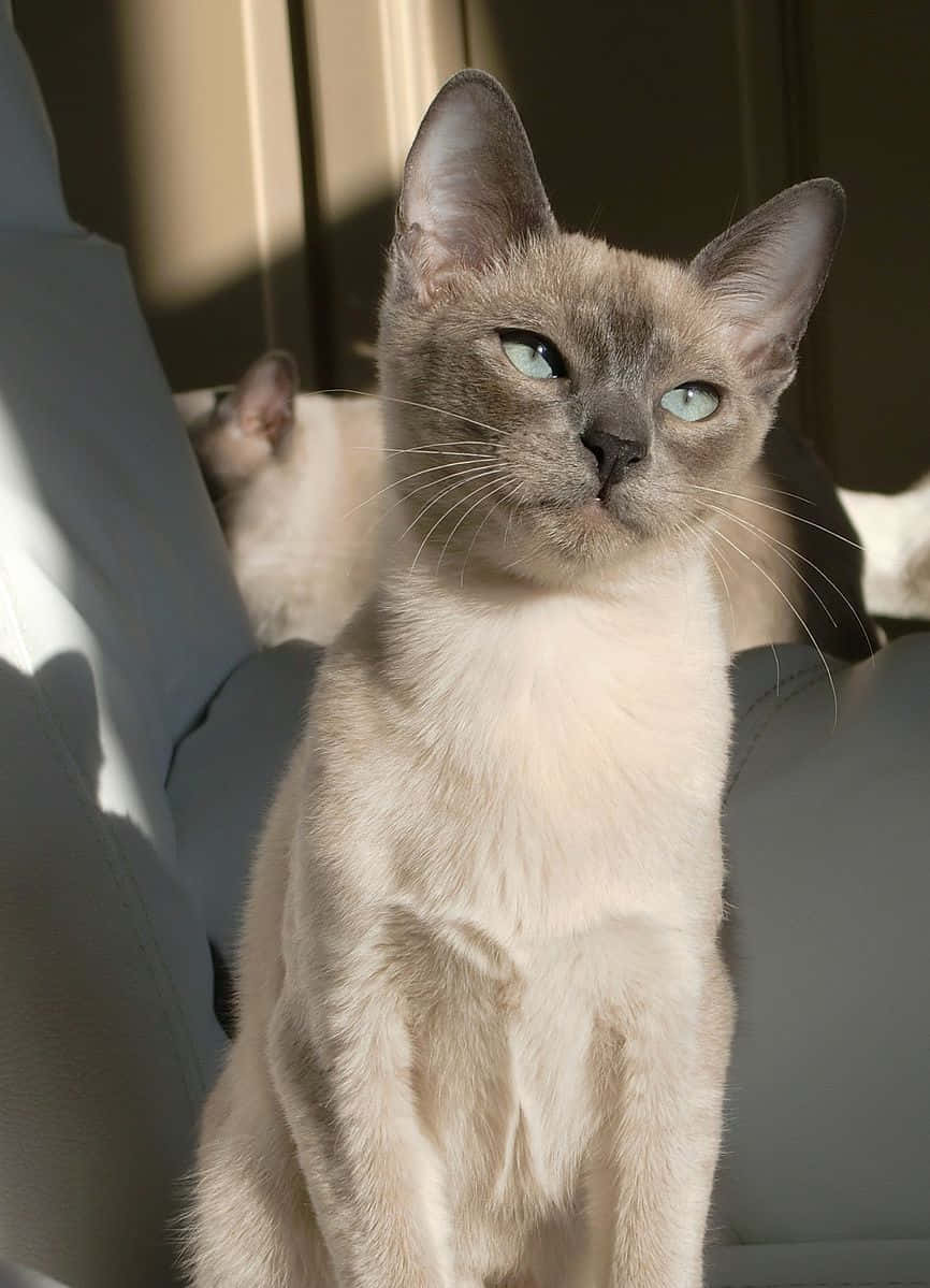 Tonkinese 桌布 壁紙 — 一隻平靜的暹羅貓，擁有引人注目的藍色眼睛，直立在陽光照射的灰色沙發上，沐浴在溫暖的自然光中。