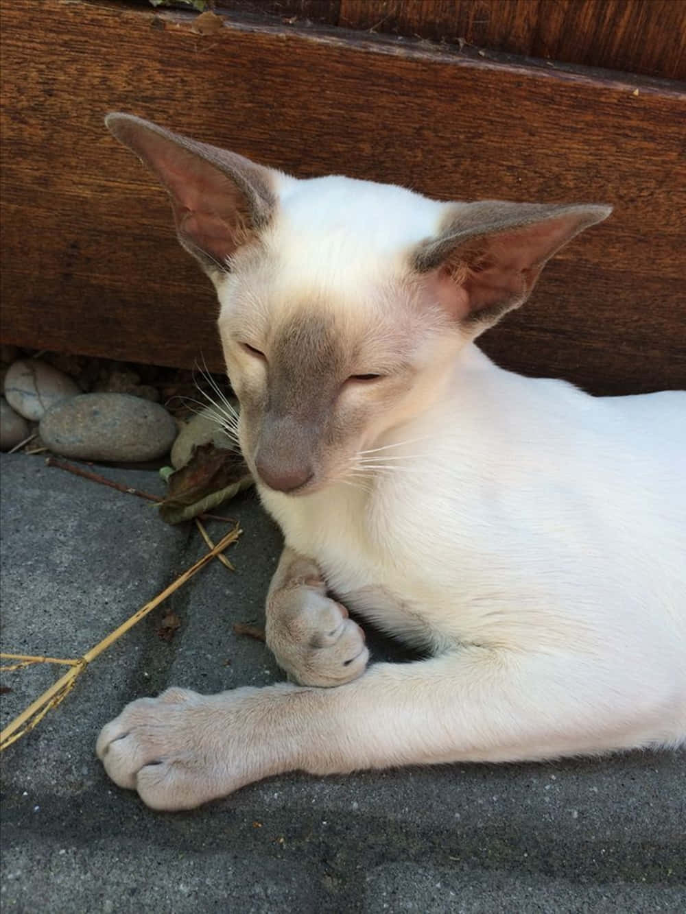 Thai Lilac Cat 桌布 壁紙 — 一隻平靜的暹羅貓，擁有淡奶油色毛髮和深色斑點，在靠近木板和光滑石頭的混凝土表面上安詳地休息。
