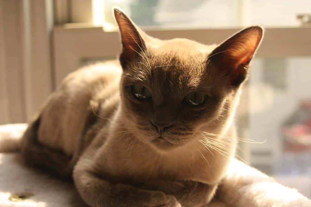 Tonkinese 桌布 壁紙 — 一隻平靜的暹羅貓在柔和的陽光下休息，牠引人注目的綠色眼睛平靜地凝視著相機。