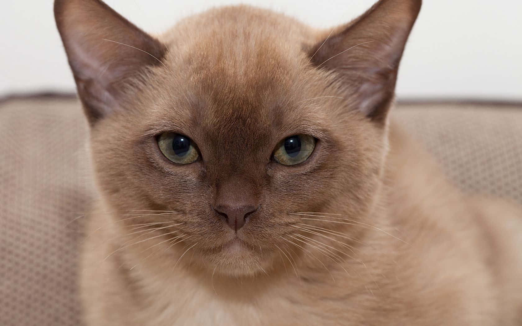 Burmese Cat 桌布 壁紙 — 一隻平靜的暹羅貓特寫，牠有對搶眼的綠色眼睛，在米色沙發上直視鏡頭。