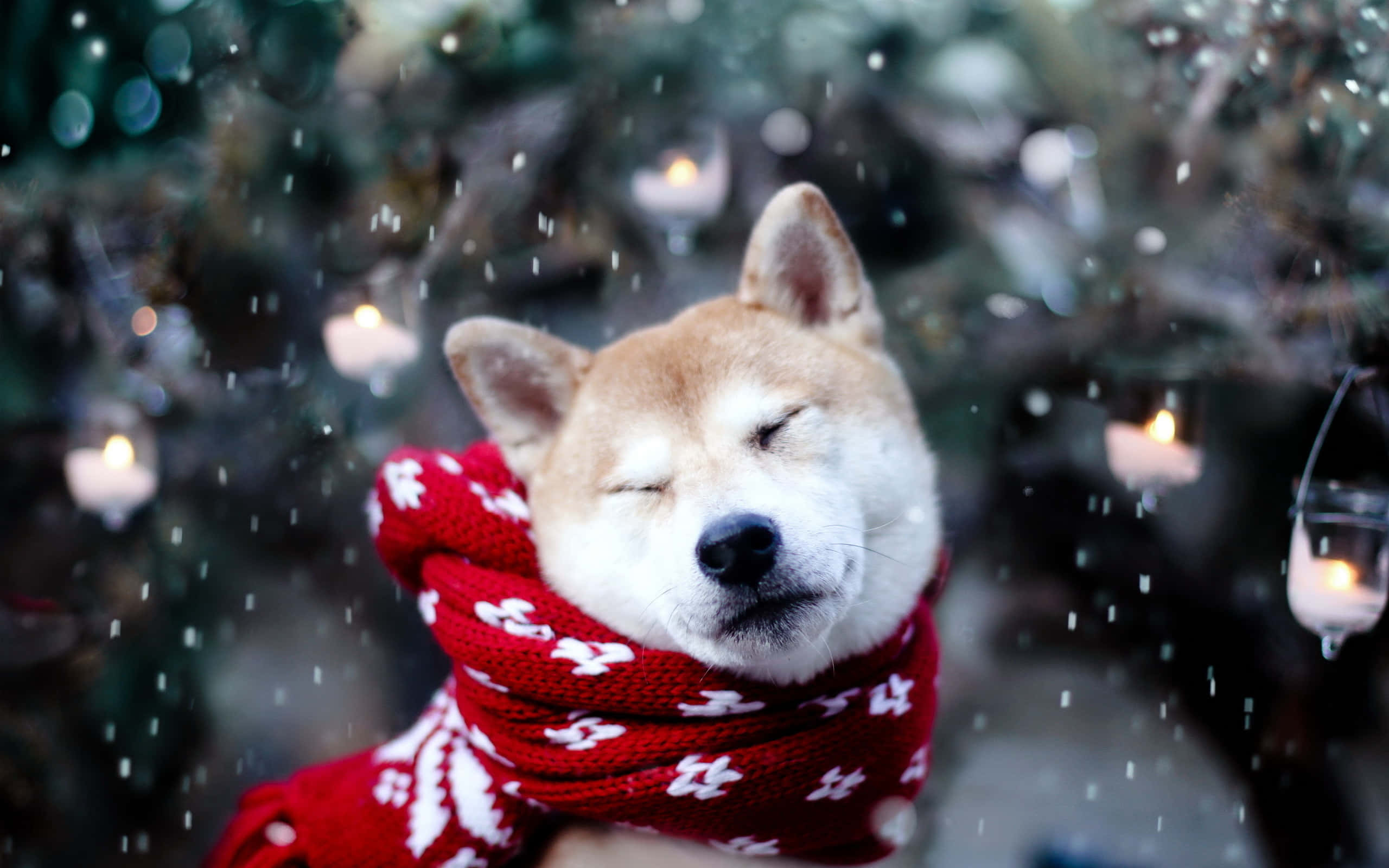 聖誕節 桌布 壁紙 — 一隻平靜的柴犬閉上眼睛，戴著紅色圖案圍巾，雪花輕輕飄落在發光的燈籠周圍，構成冬日場景。