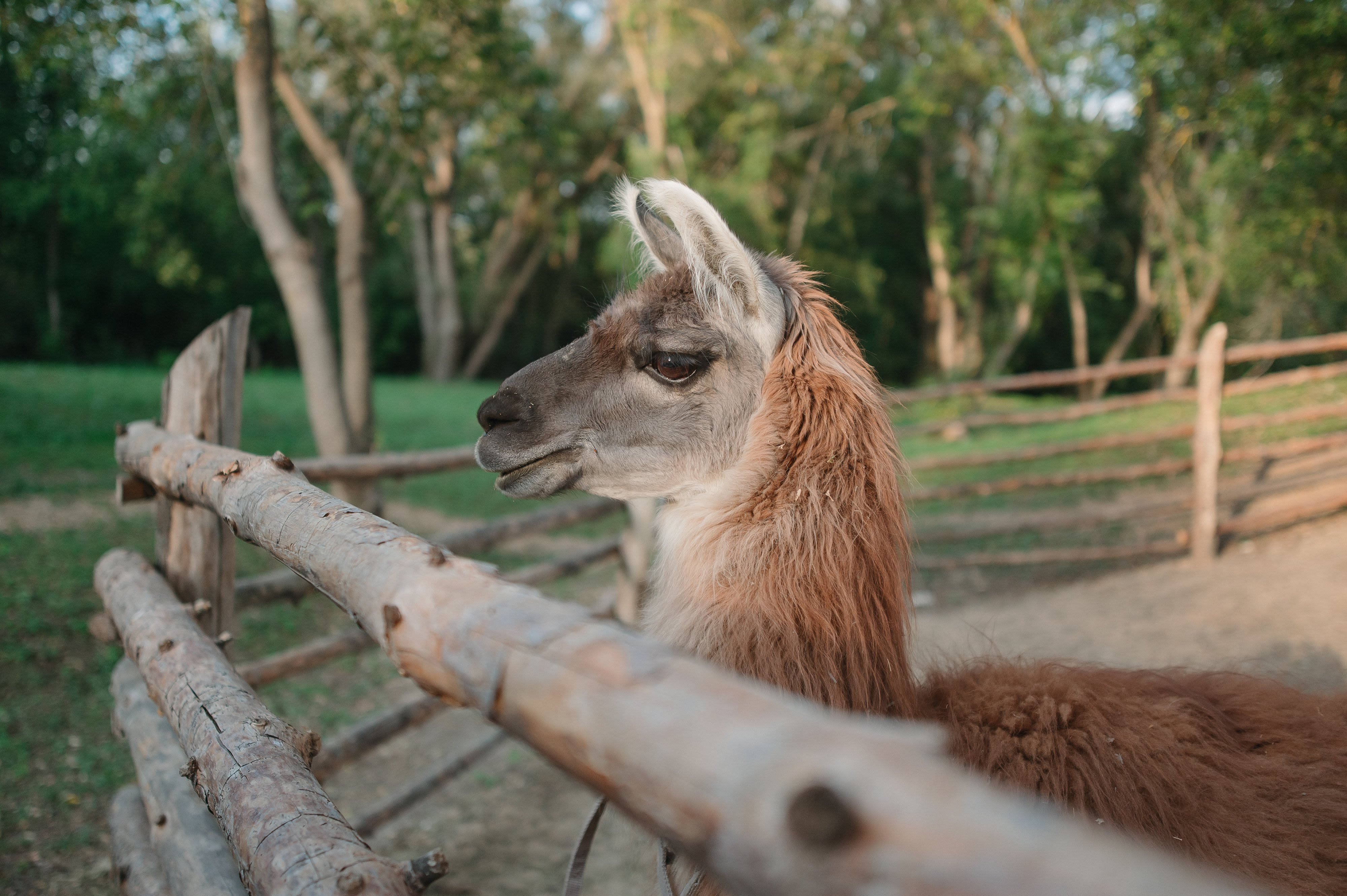 Alpaca 桌布 壁紙 — 一隻平靜的棕色羊駝，有著蓬鬆的鬃毛，在陽光明媚的綠色牧場上，從質樸的木柵欄上方探出頭來。