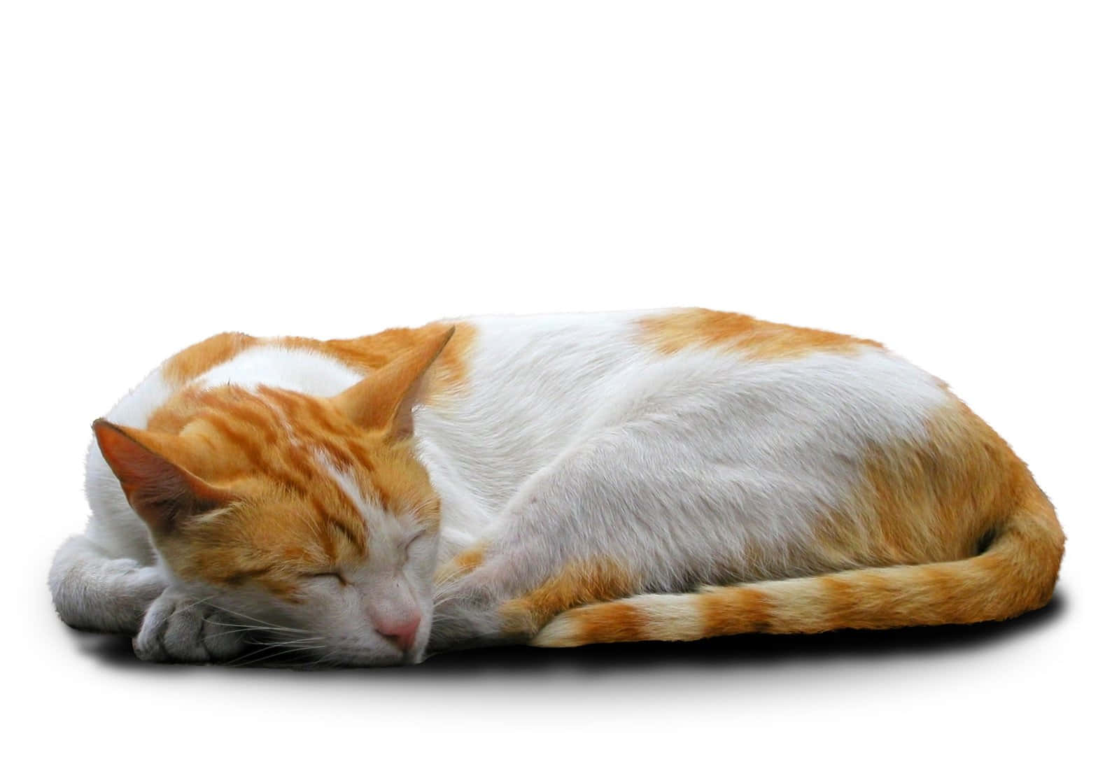 sleeping cat 桌布 壁紙 — 一隻平靜的橙色和白色虎斑貓在純白色背景上蜷縮入睡，下方帶有柔和陰影。