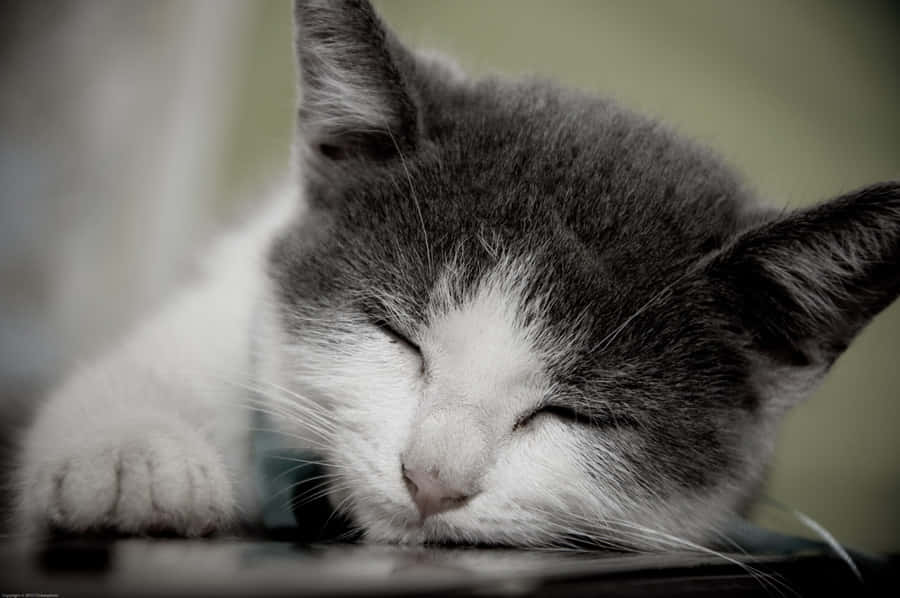 Brazilian Shorthair 桌布 壁紙 — 一隻平靜的灰白貓咪閉著眼睛，將頭靠在深色表面上安詳地睡覺。