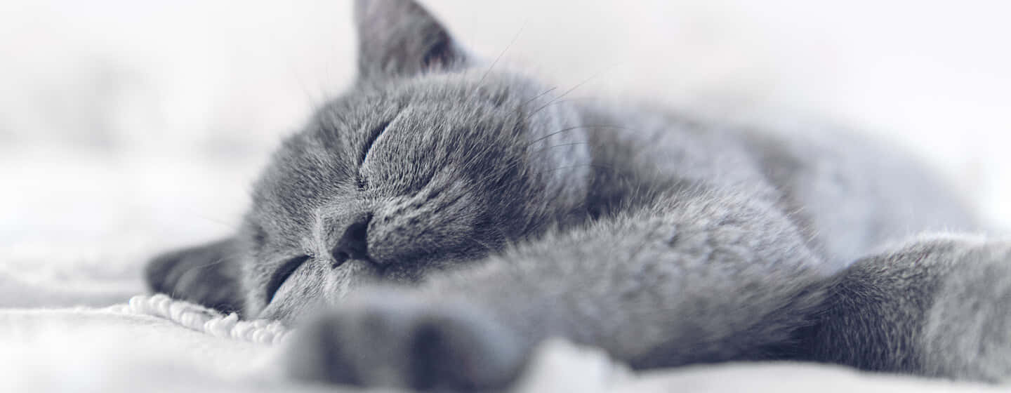 sleeping cat 桌布 壁紙 — 一隻平靜的灰色貓咪在柔軟的白色紋理毛毯上安詳地睡覺，背景帶有柔和的散景效果。