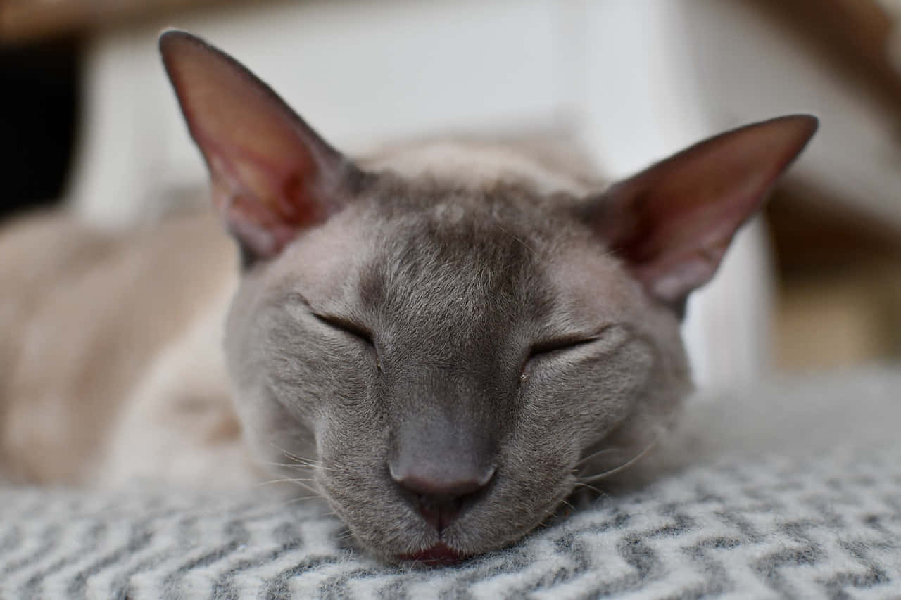 Devon Rex 桌布 壁紙 — 一隻平靜的灰色貓咪在質感毛毯上閉著眼睛安詳地睡覺。