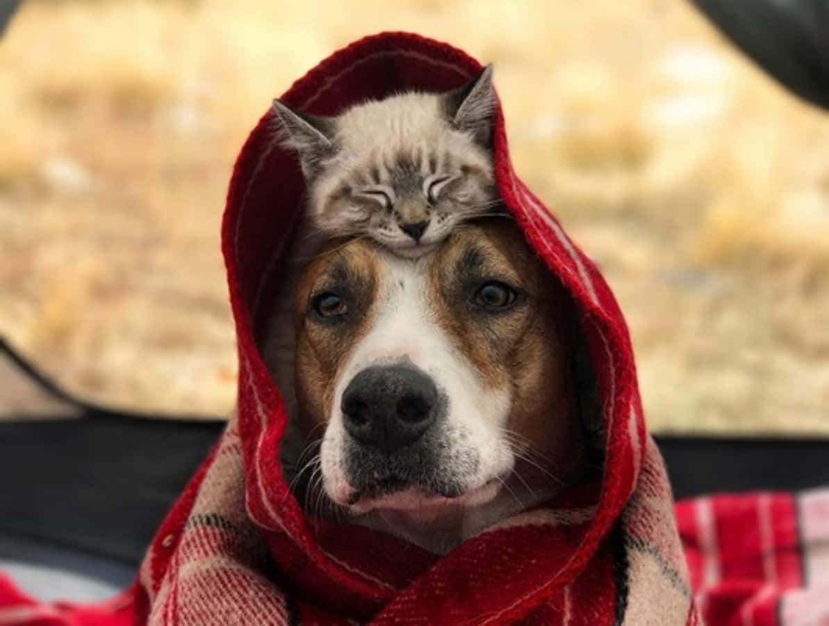 動物 桌布 壁紙 — 一隻平靜的狗包裹在紅色格子毯子裡，一隻睡著的虎斑貓安詳地躺在牠的頭上。