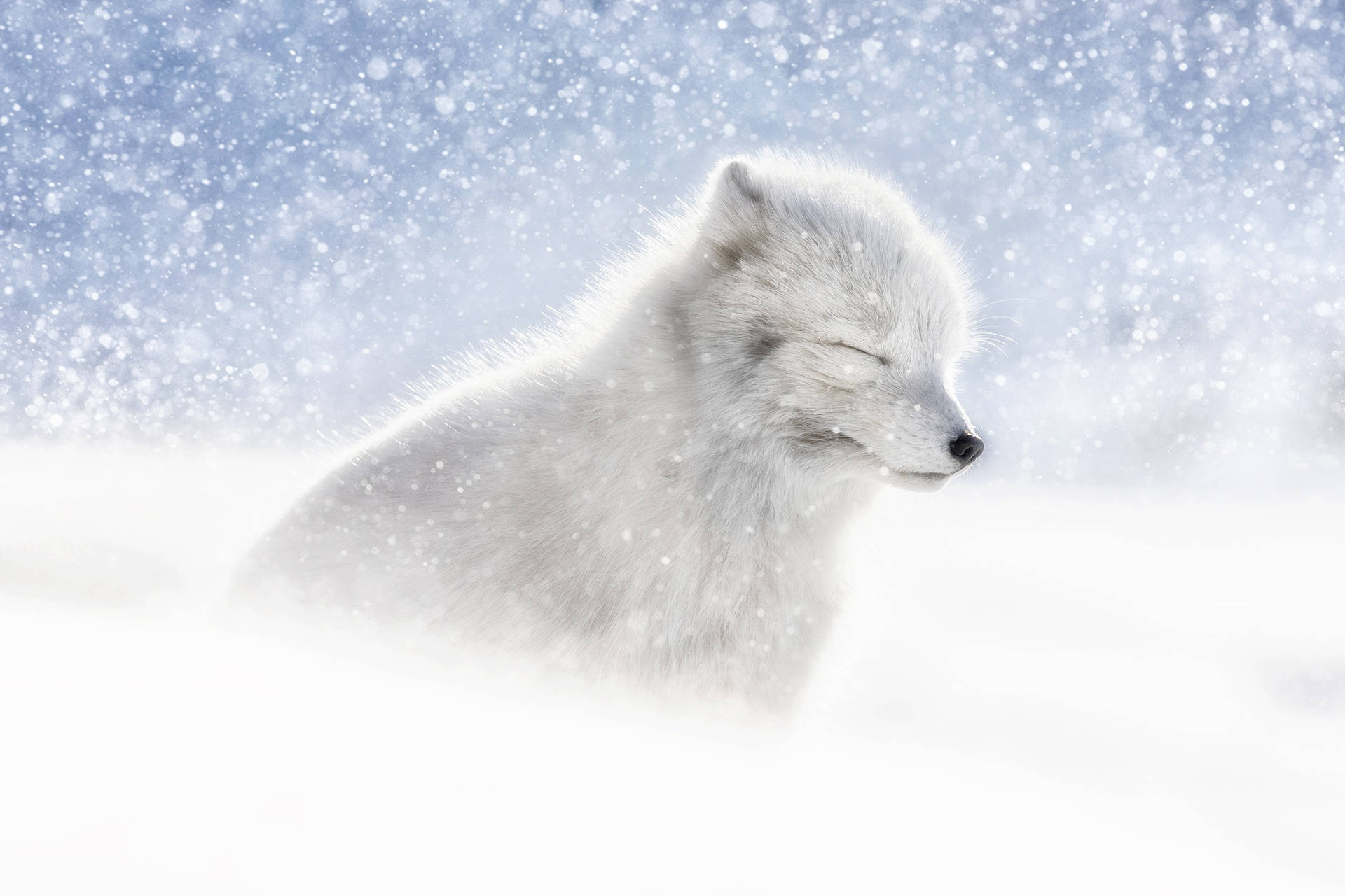 一隻在冬季飄雪中睡覺的白狐。