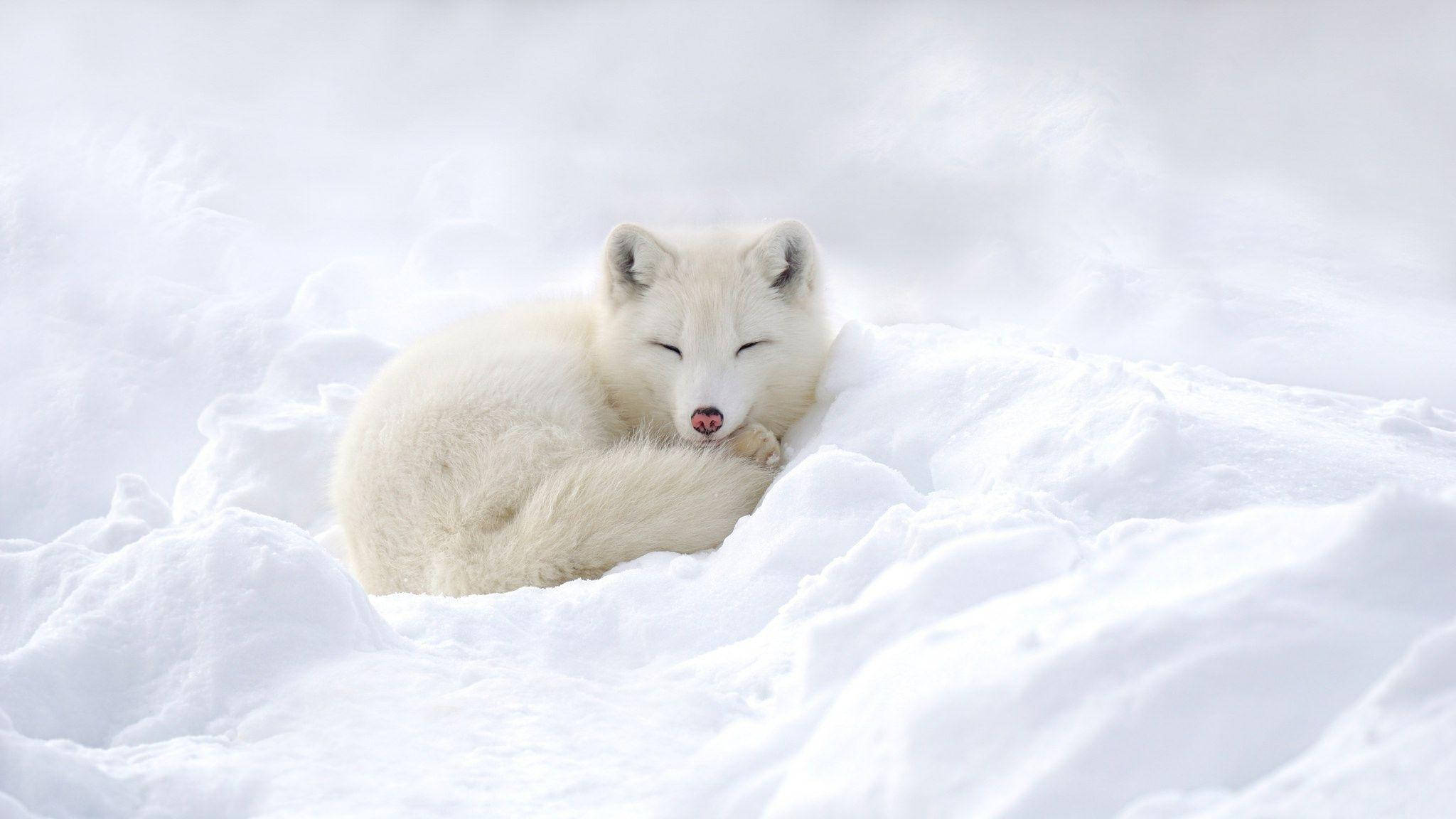White Fox 桌布 壁紙 — 一隻平靜的白色北極狐蜷縮在柔軟的雪毯中入睡，眼睛輕輕閉上。
