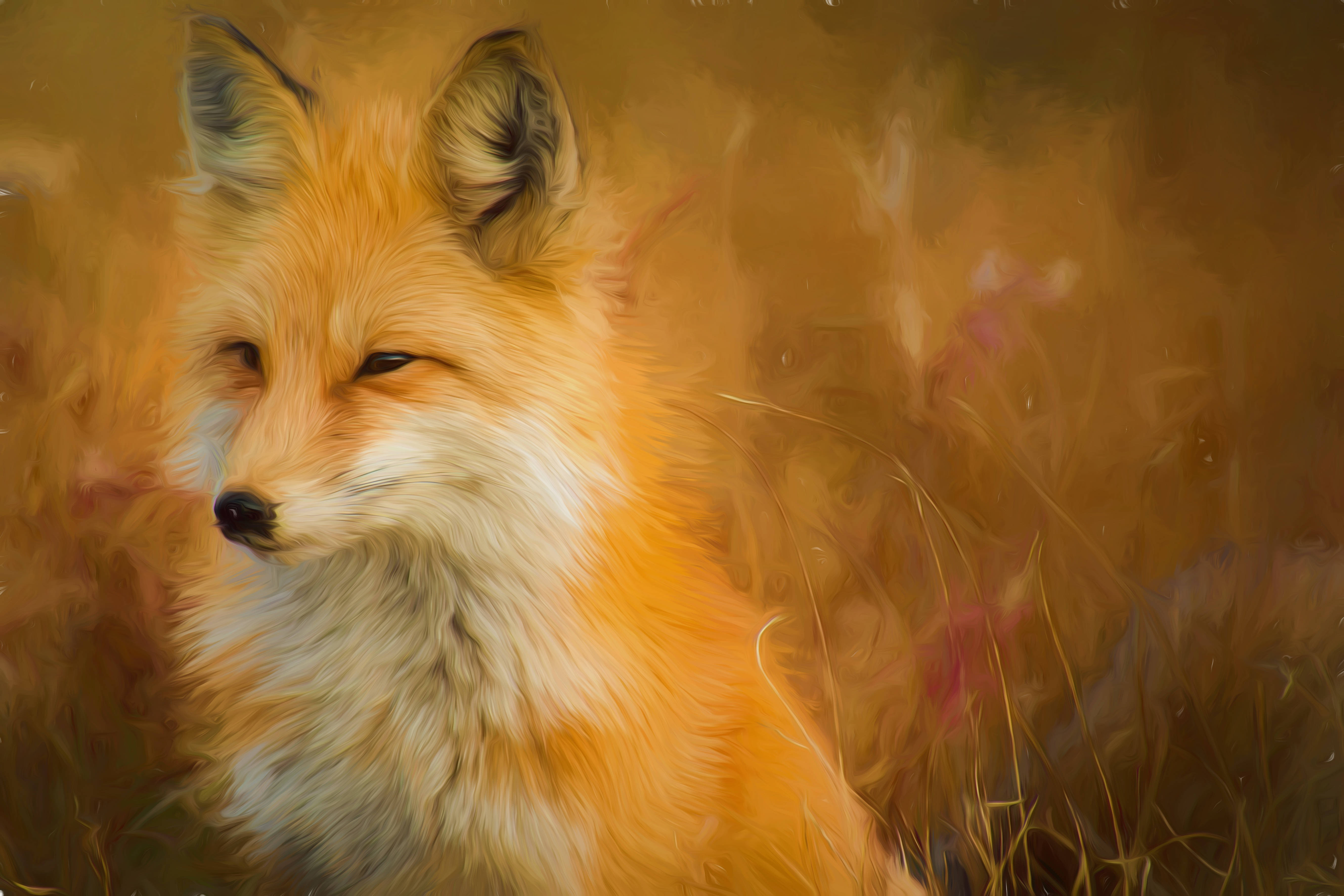 red fox 桌布 壁紙 — 一隻平靜的紅狐，擁有柔軟的白色毛皮，在溫暖的陽光下，於金色的草叢中靜靜地凝視。